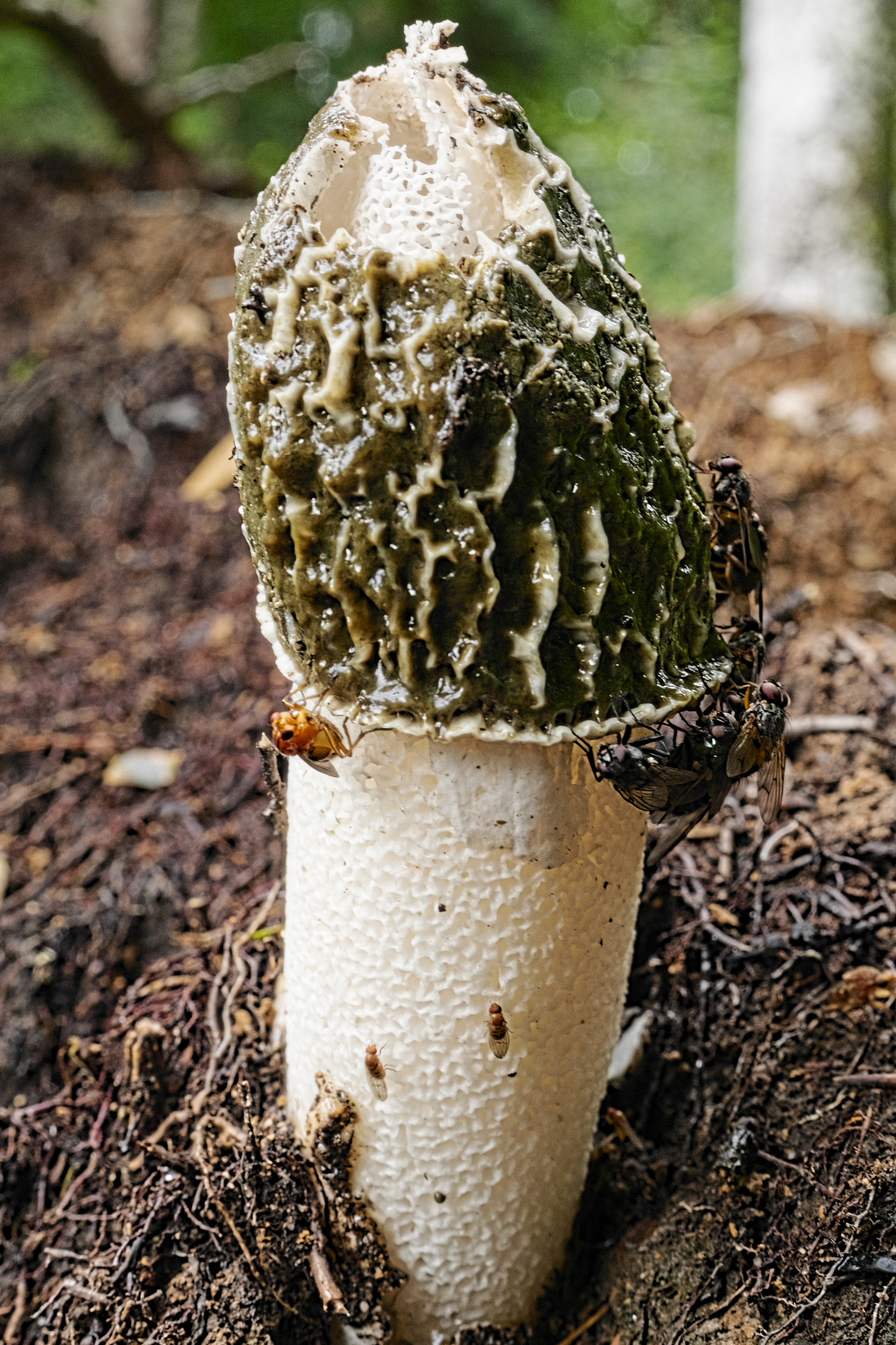 Common Stinkhorn (Phallus impudicus) wild specimen