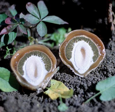 Common Stinkhorn (Phallus impudicus) wild specimen
