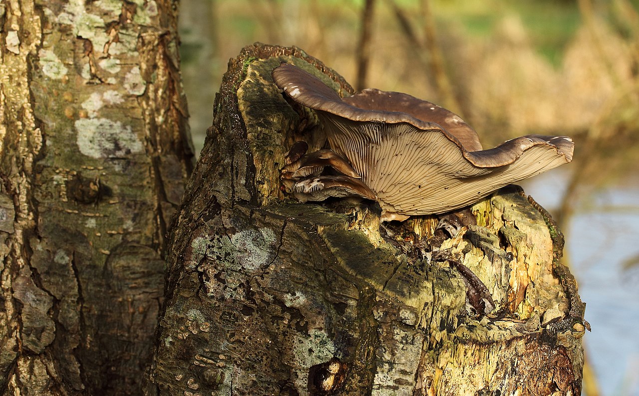 Oyster mushrooms fruiting in overlapping shelves on a standing alder tree