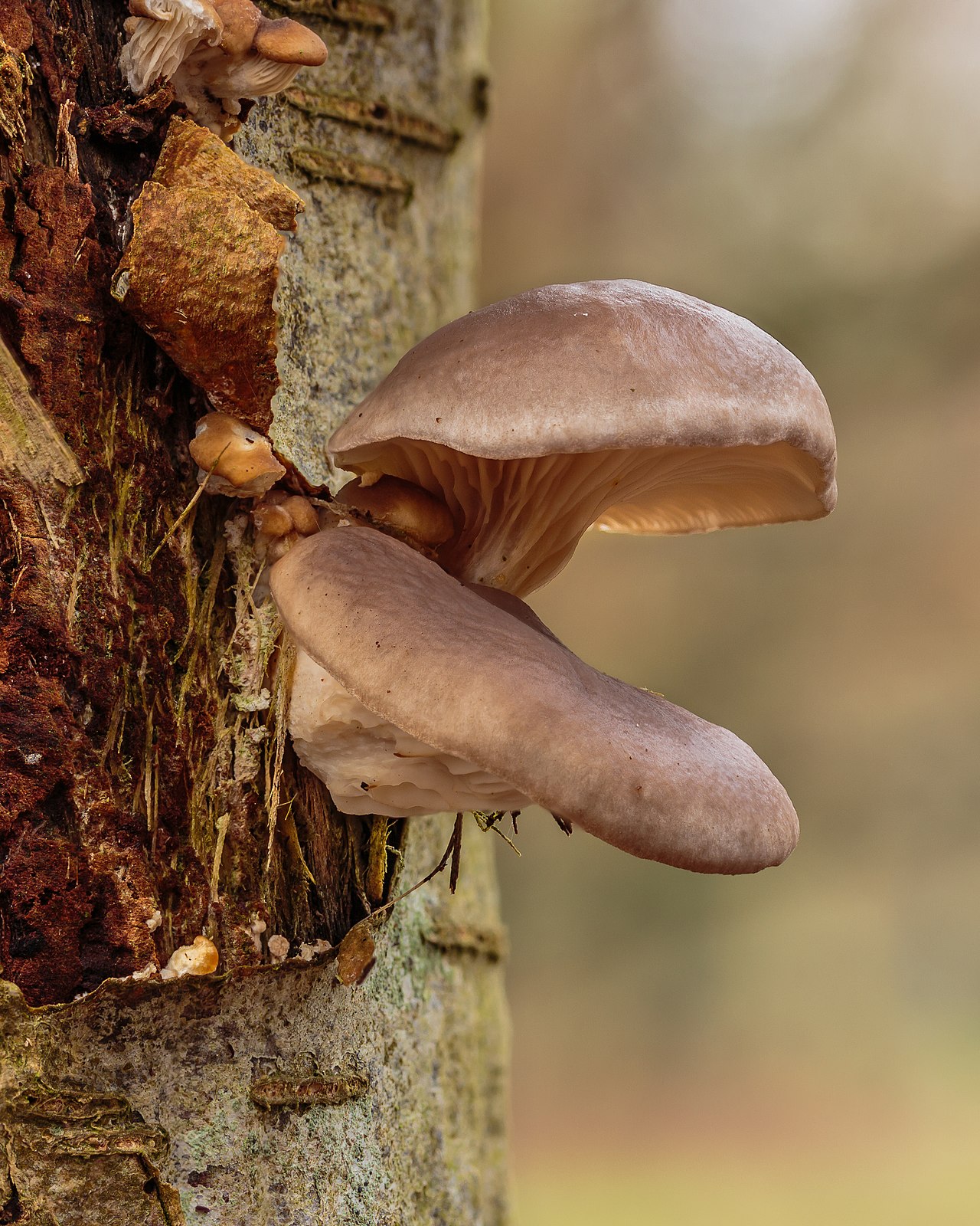 Close-up of oyster mushroom caps showing smooth fan shape and pale coloring