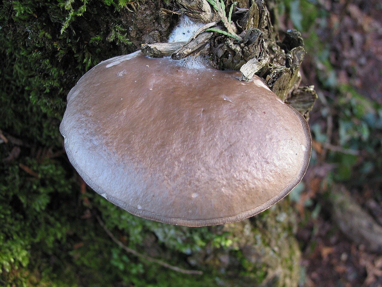 Classic oyster mushroom cluster with white to cream caps on hardwood