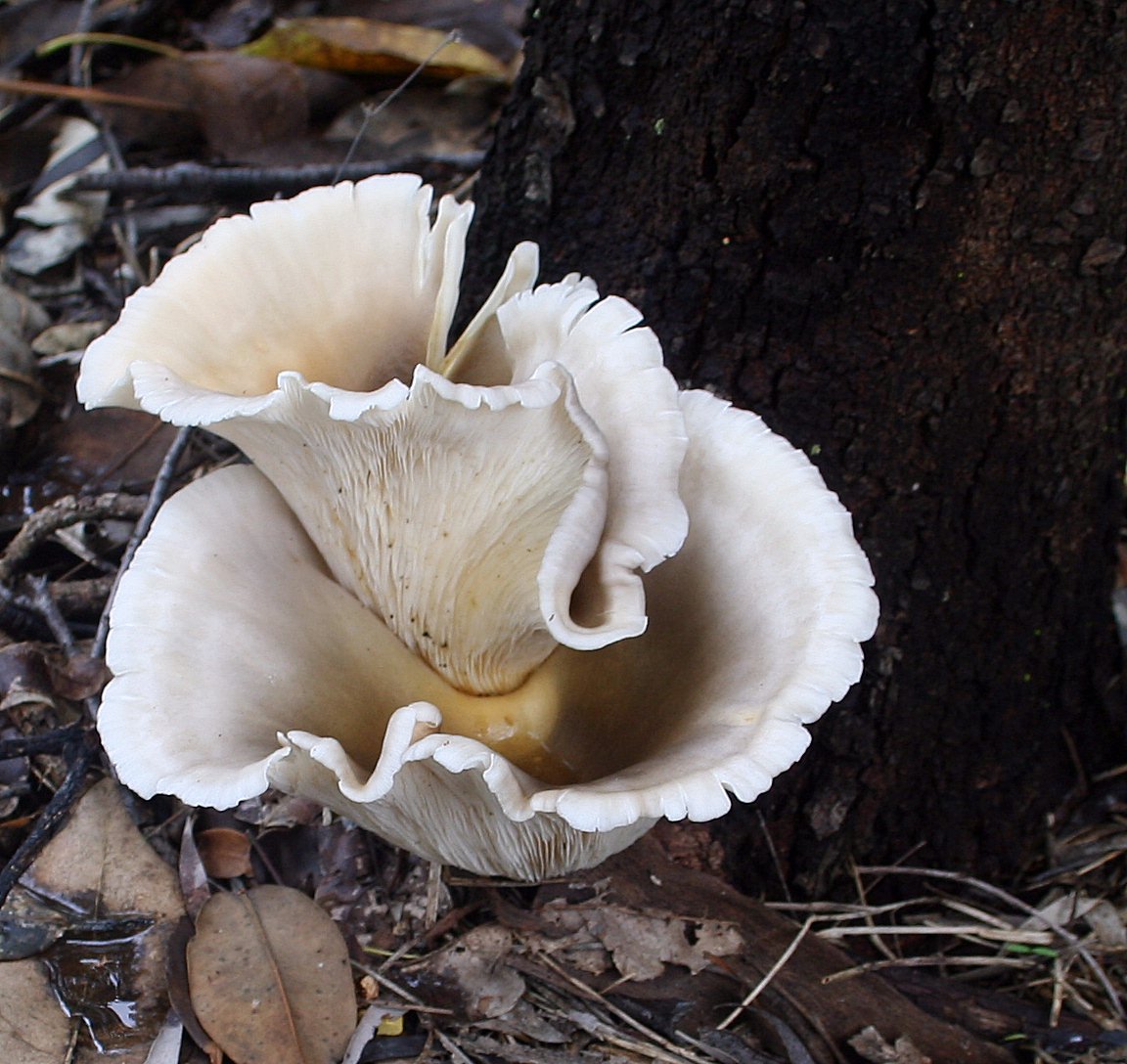 Ghost Fungus (Omphalotus nidiformis)