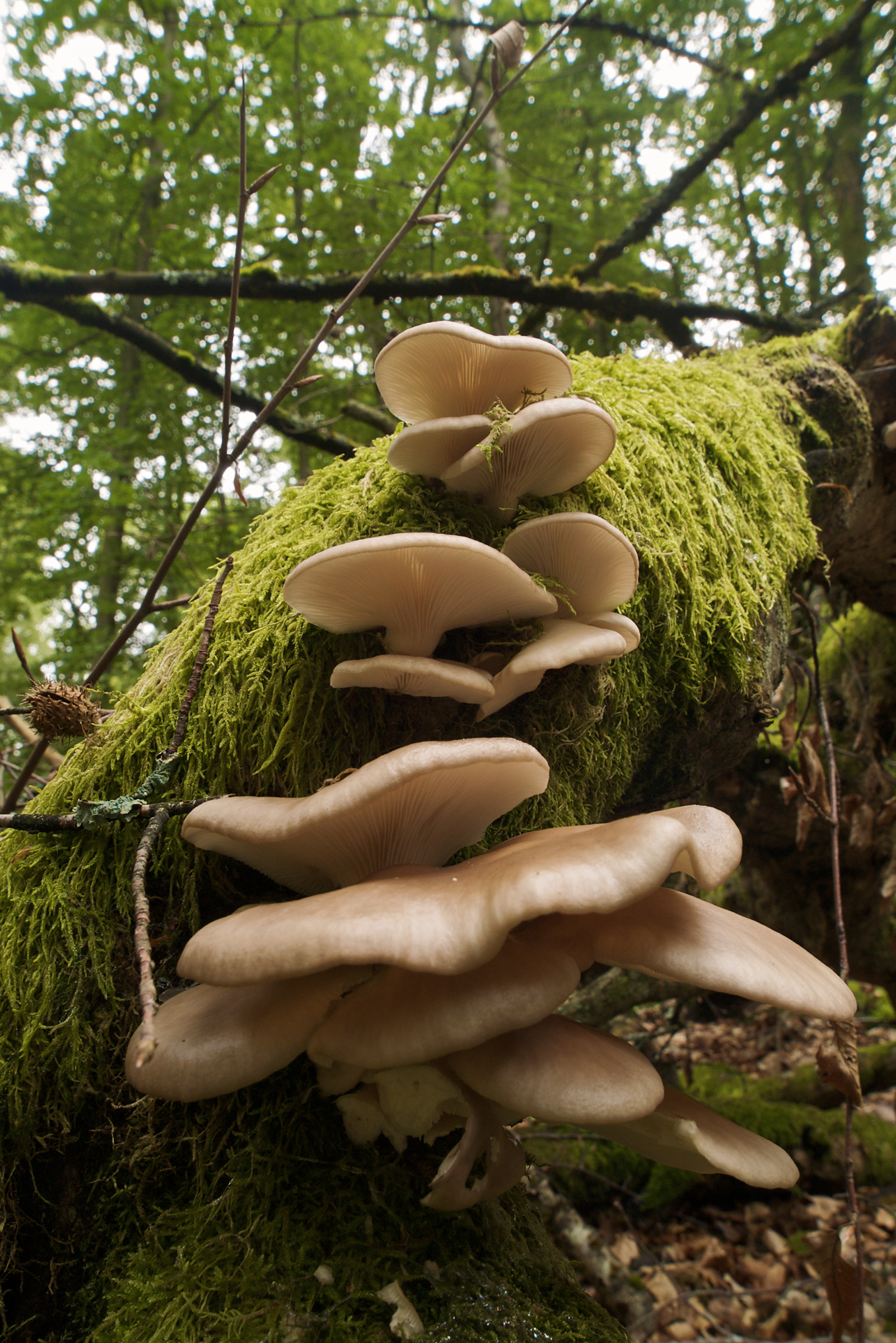 Summer Oyster (Pleurotus pulmonarius)