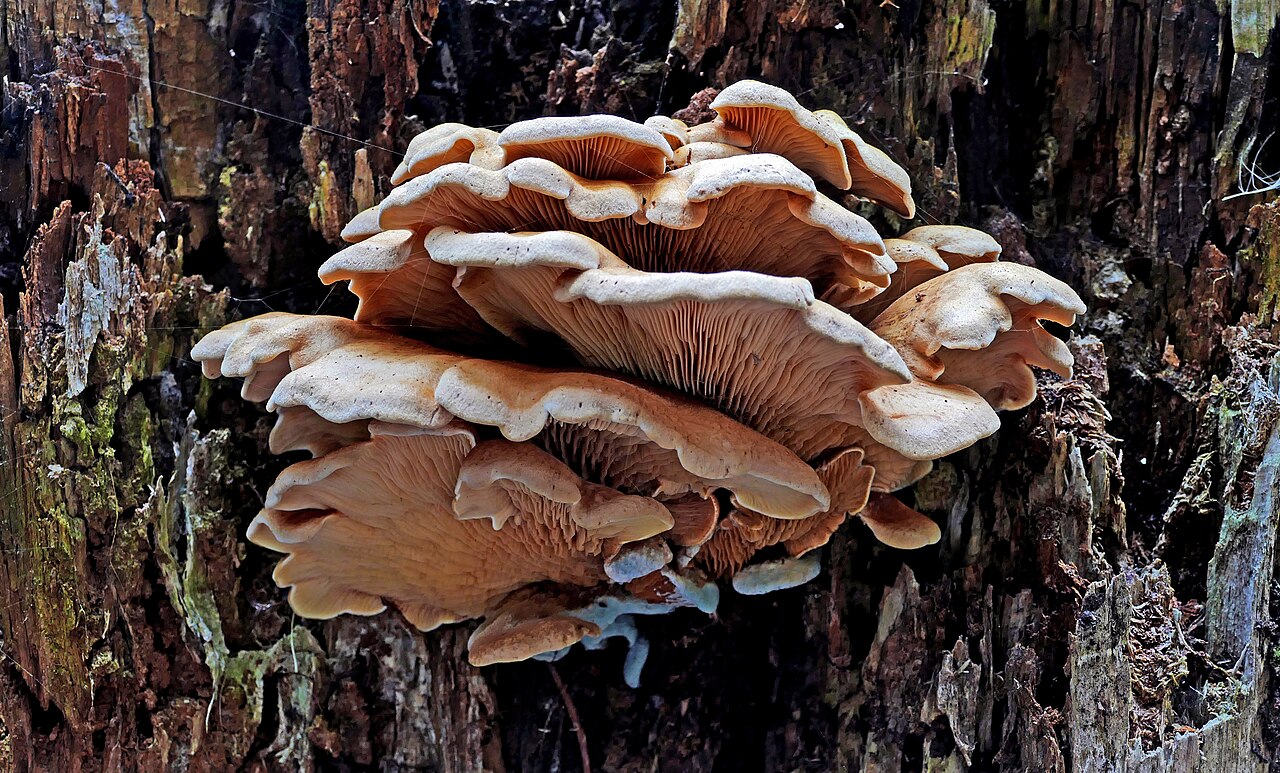 Overlapping shelf-like cluster of pale cream summer oyster mushrooms on dead beech