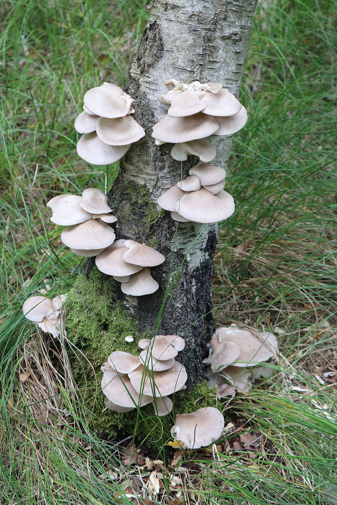 Young Pleurotus pulmonarius specimens with inrolled cap margins on fallen log