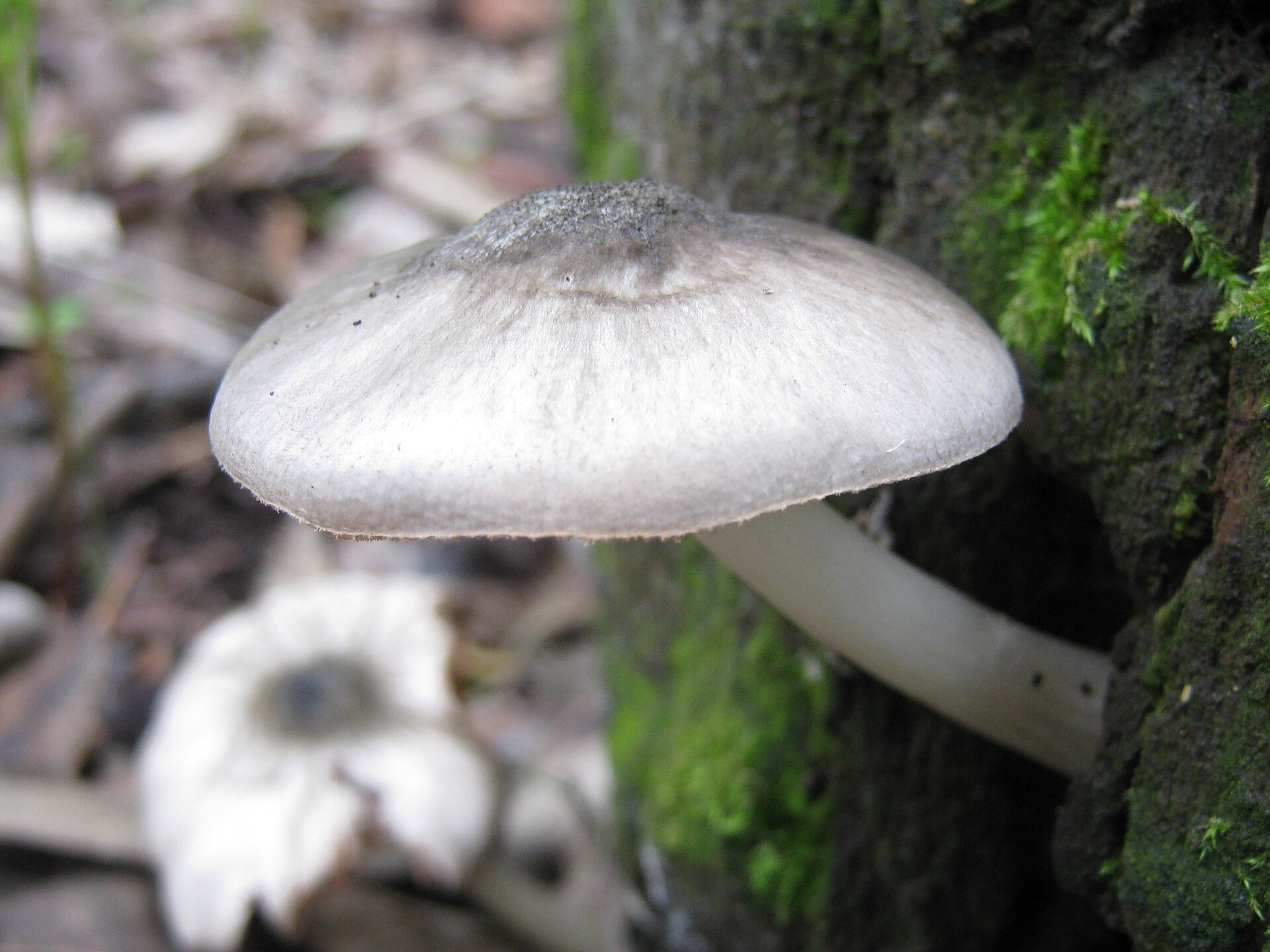 Willow Shield (Pluteus salicinus)