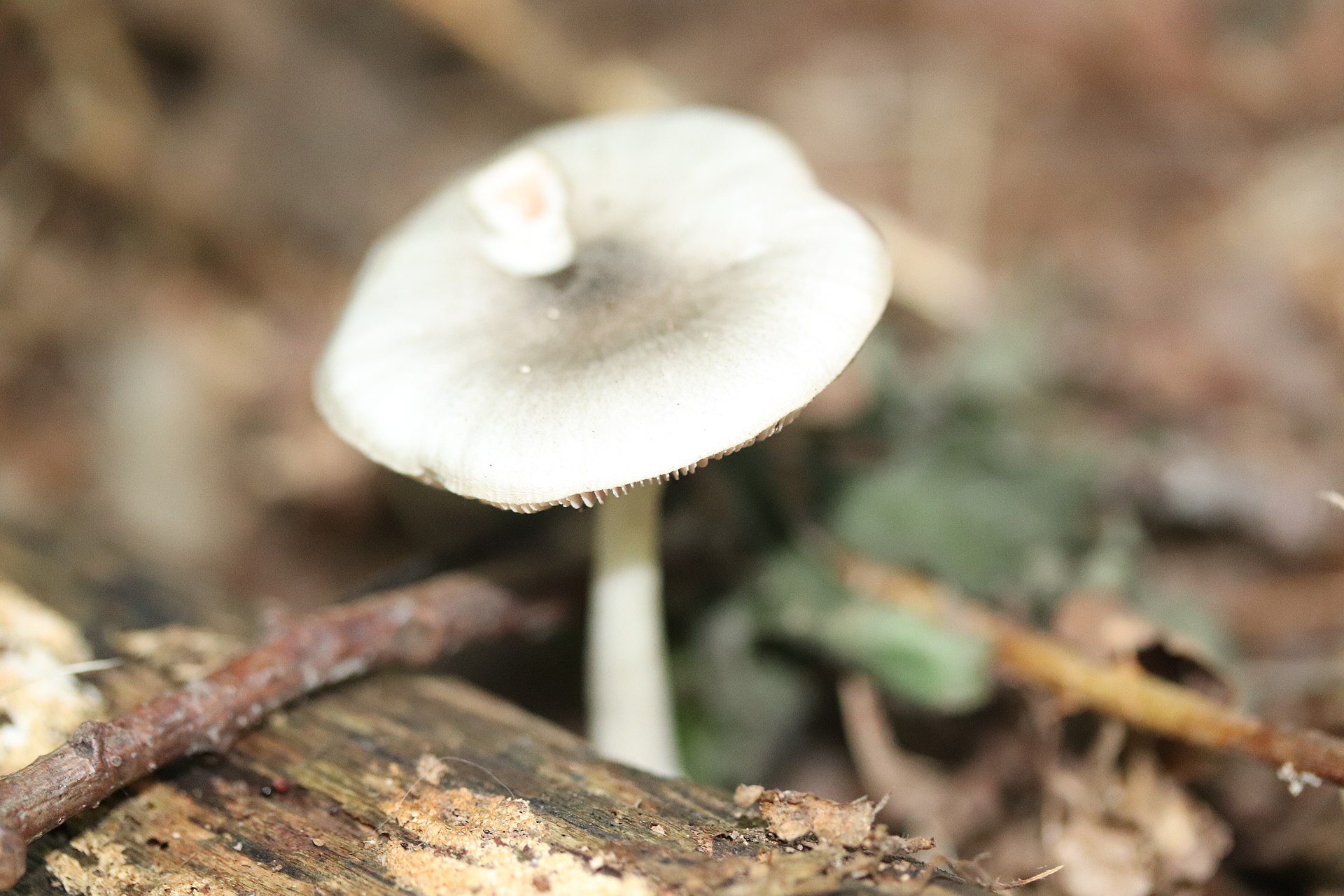 Willow Shield (Pluteus salicinus) wild specimen