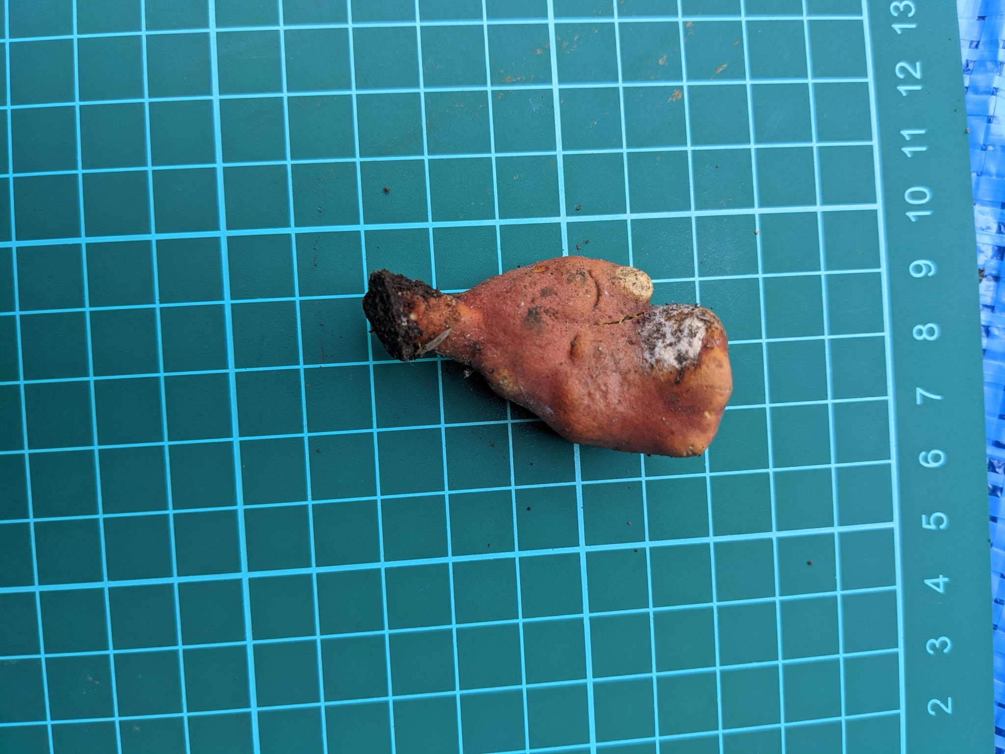 Poison Fire Coral (Podostroma cornu-damae) wild specimen