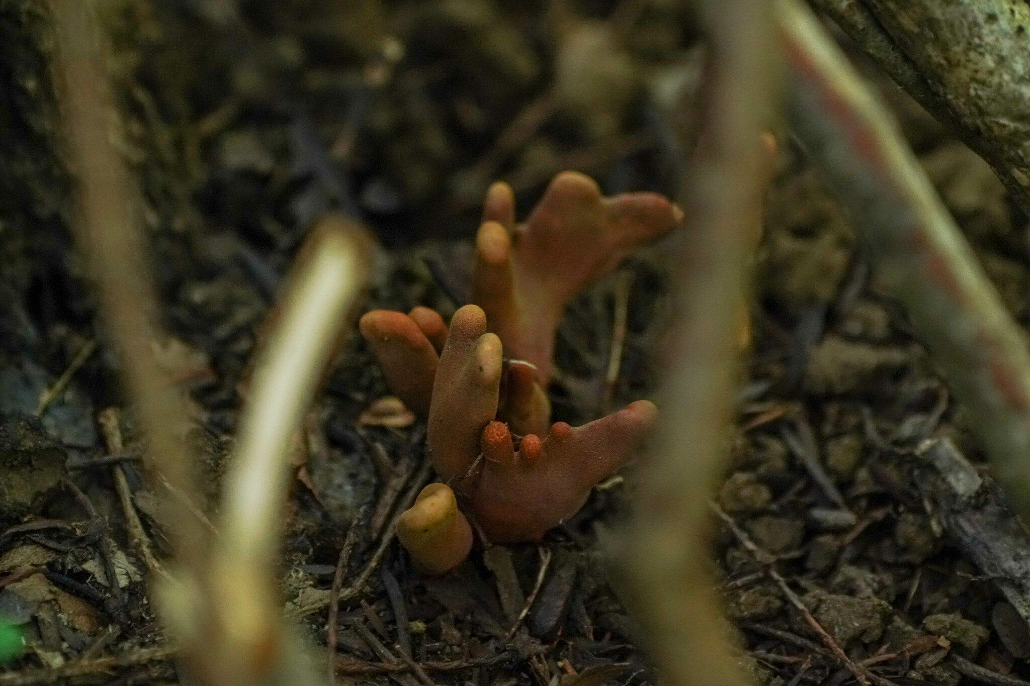 Poison Fire Coral (Podostroma cornu-damae) wild specimen