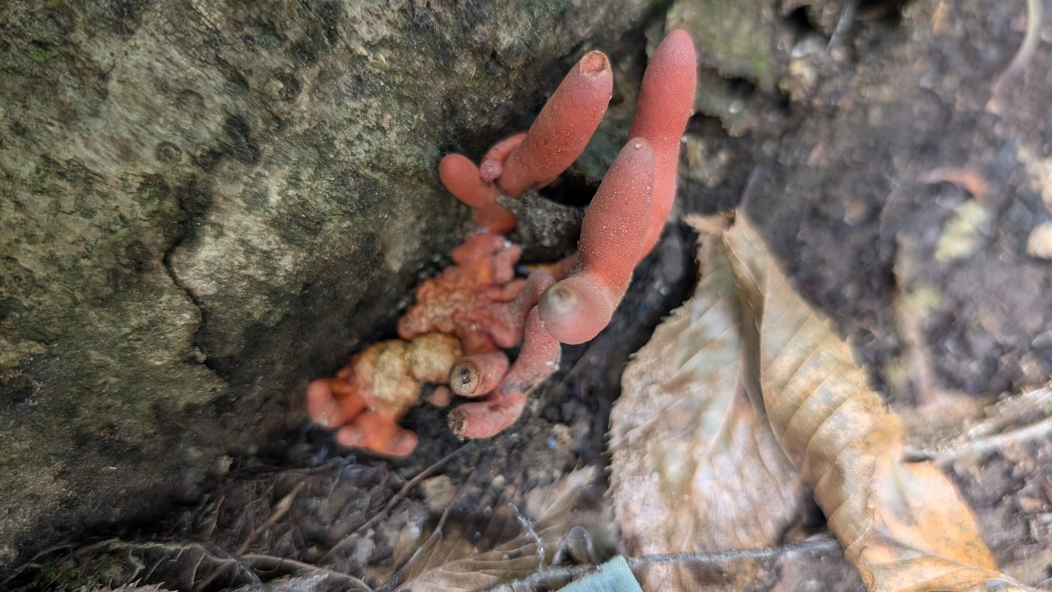 Poison Fire Coral (Podostroma cornu-damae) wild specimen