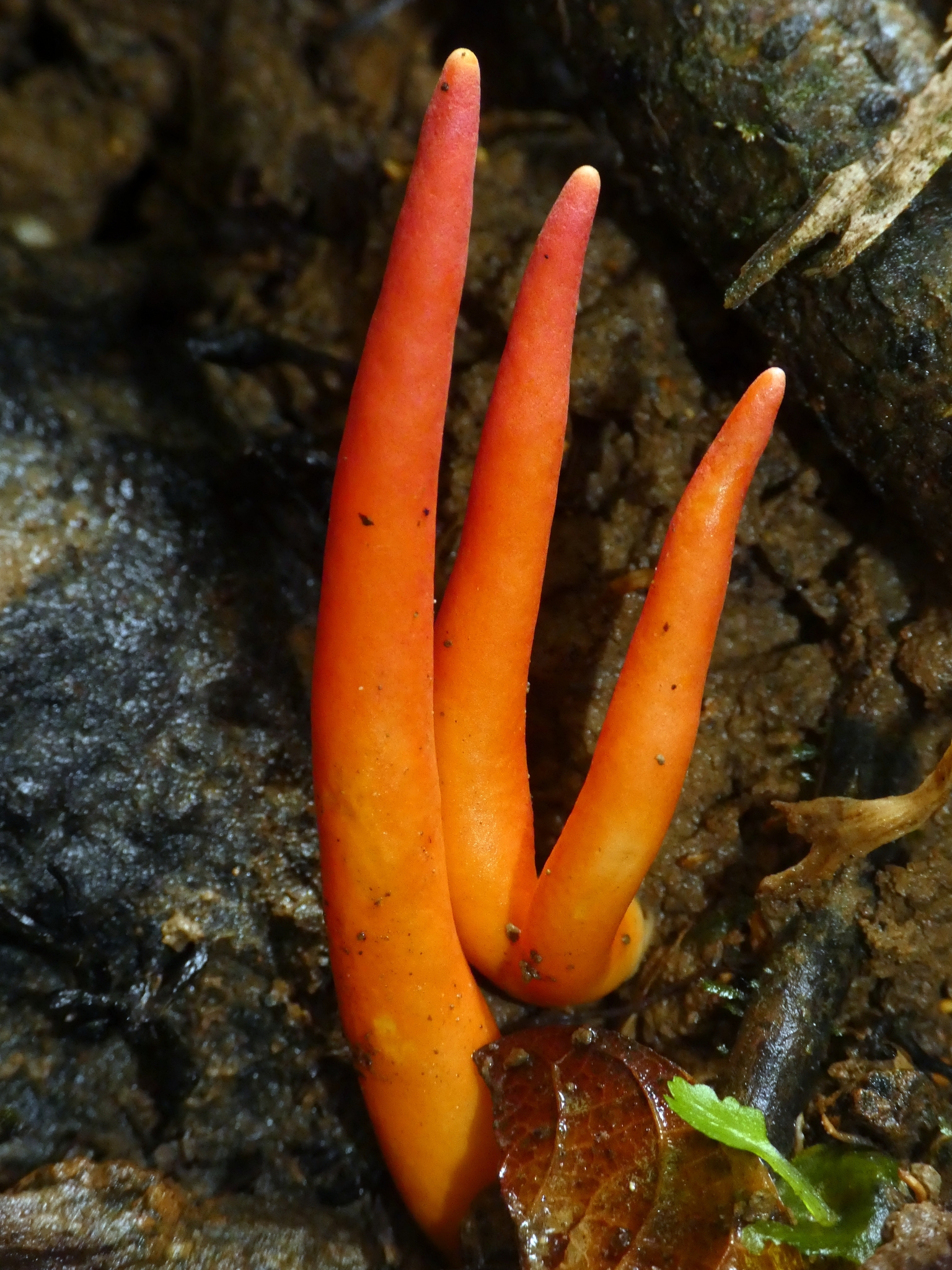 Poison Fire Coral (Podostroma cornu-damae) wild specimen