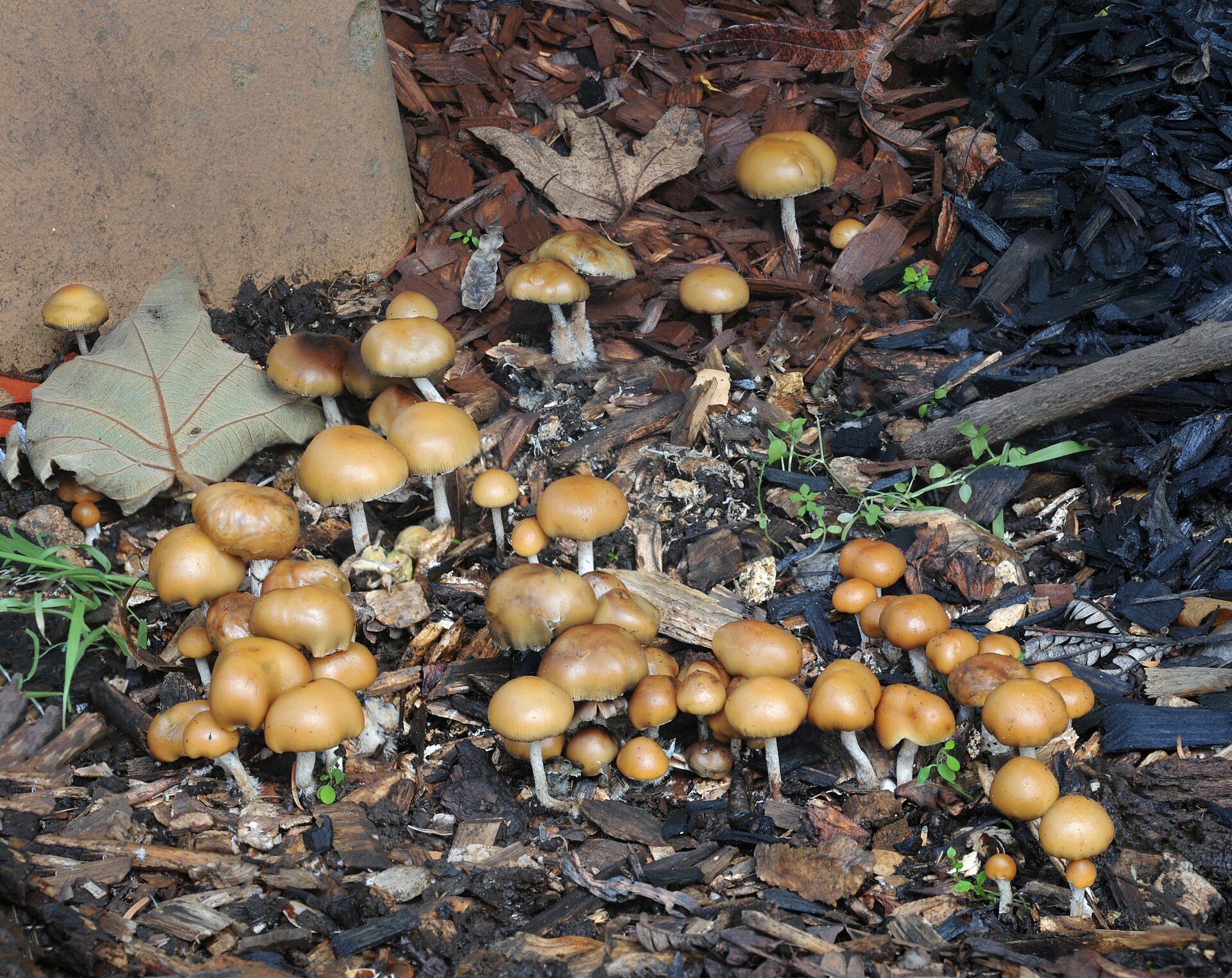 Allen's Psilocybe (Psilocybe allenii)