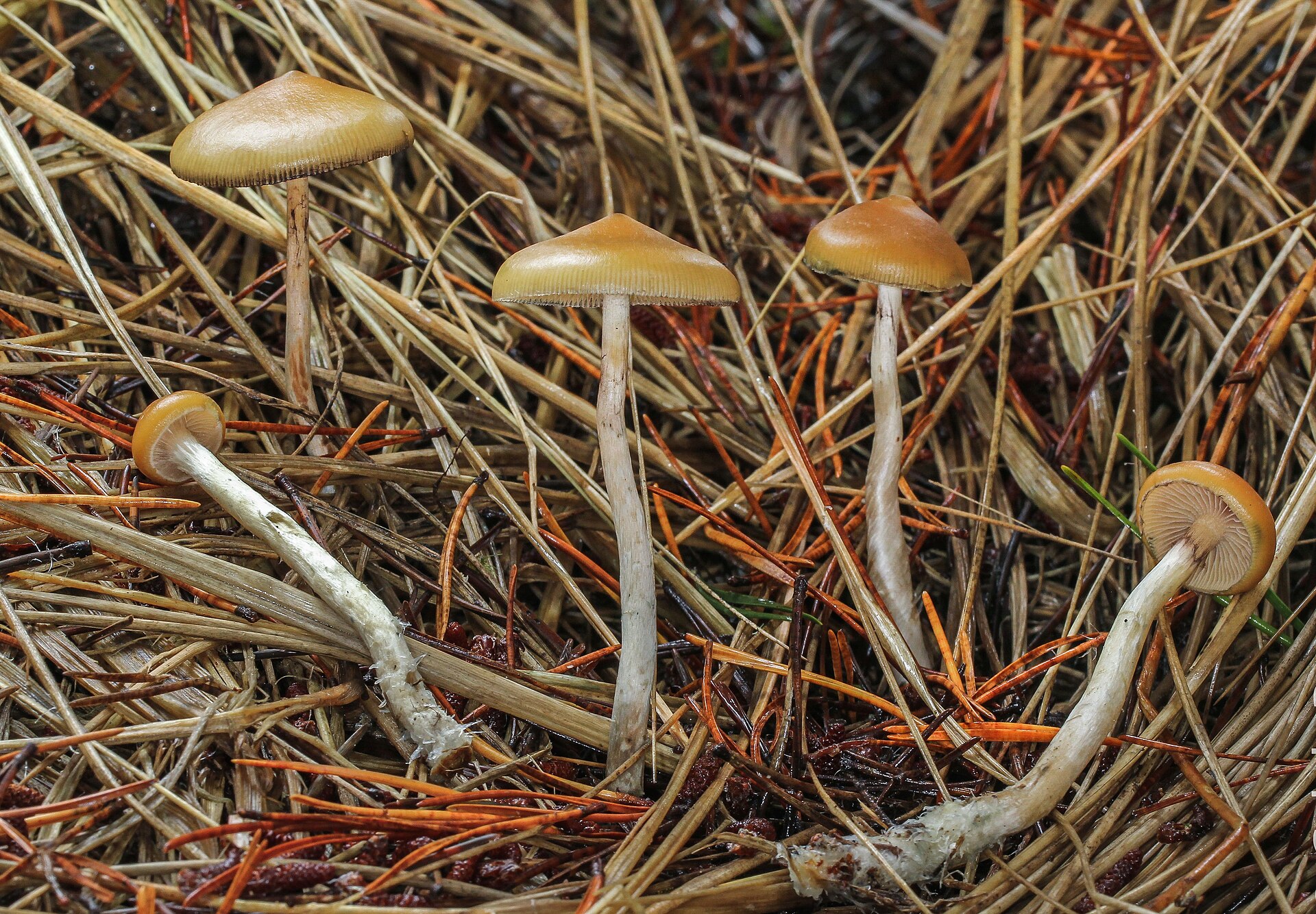 Flying Saucer (Psilocybe azurescens)