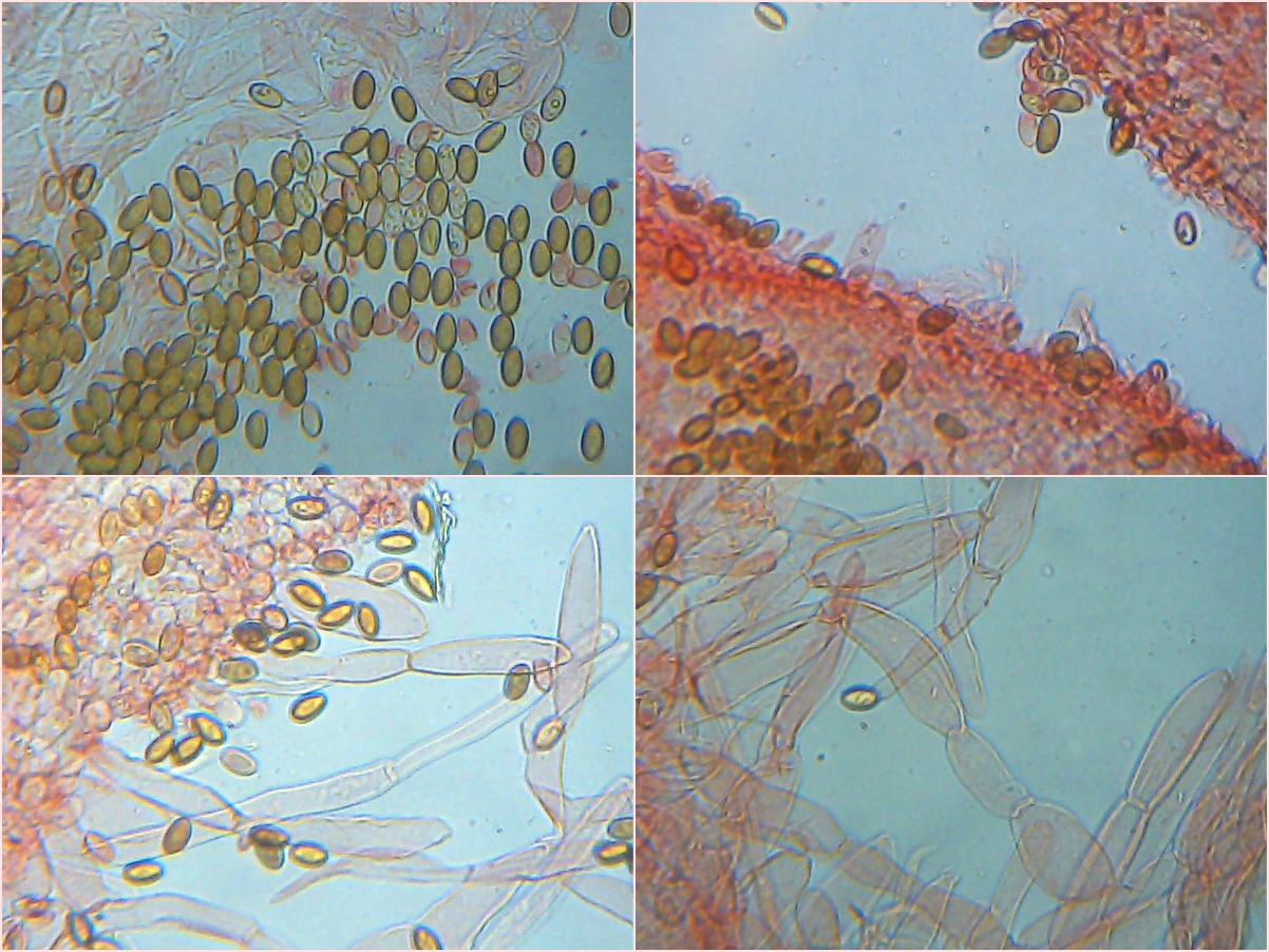 Flying Saucer (Psilocybe azurescens) wild specimen