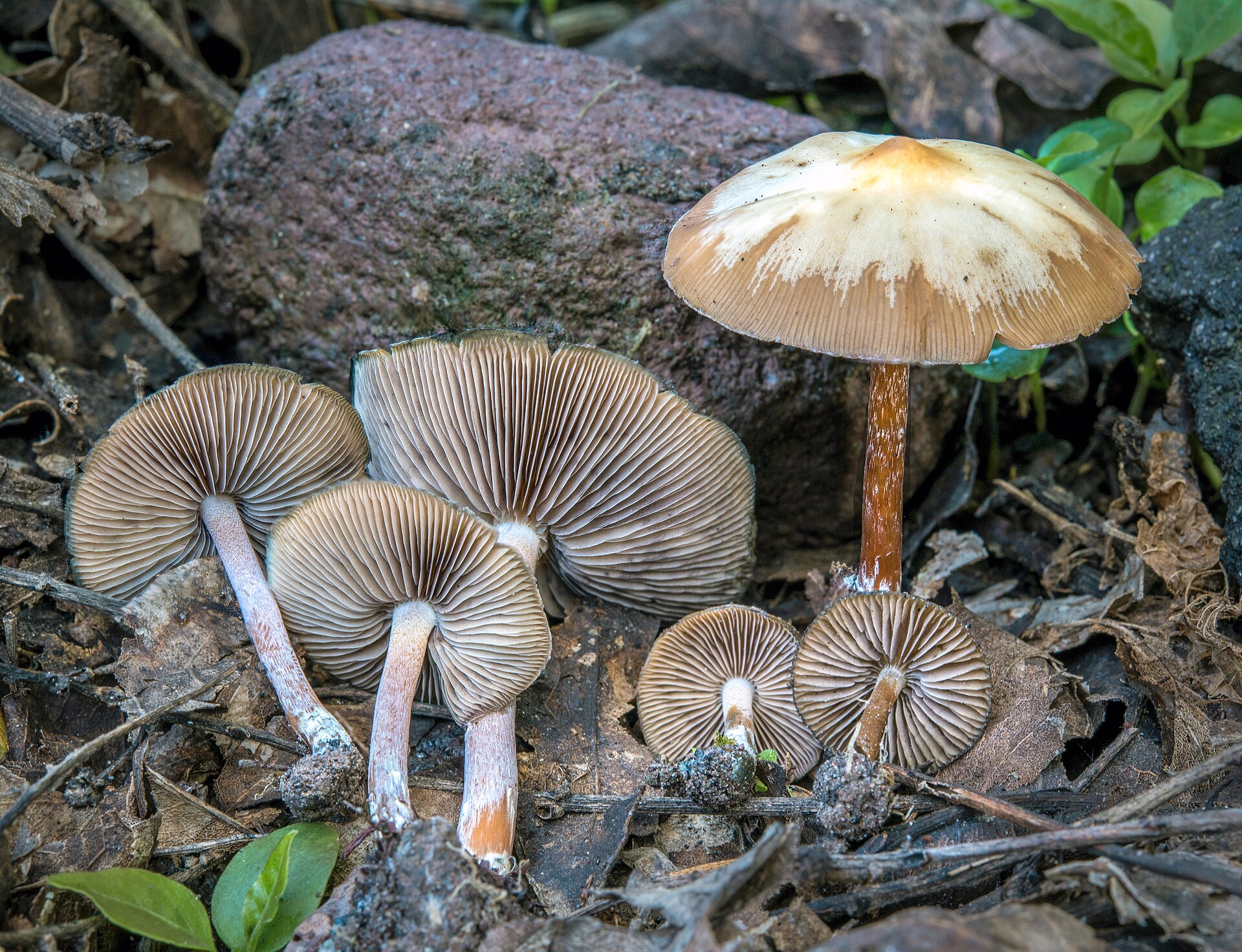 Landslide Mushroom / Derrumbe (Psilocybe caerulescens)
