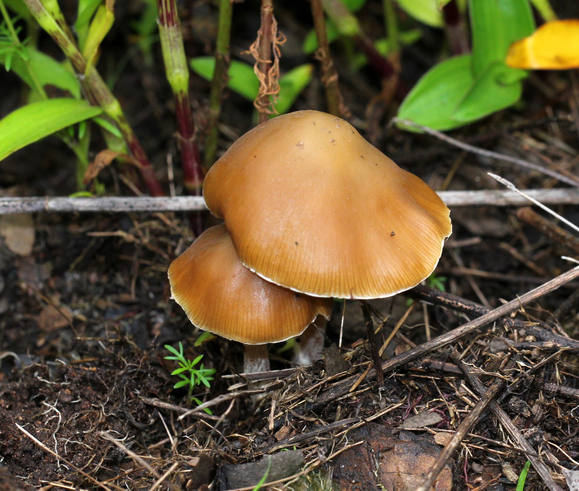 Landslide Mushroom / Derrumbe (Psilocybe caerulescens) wild specimen
