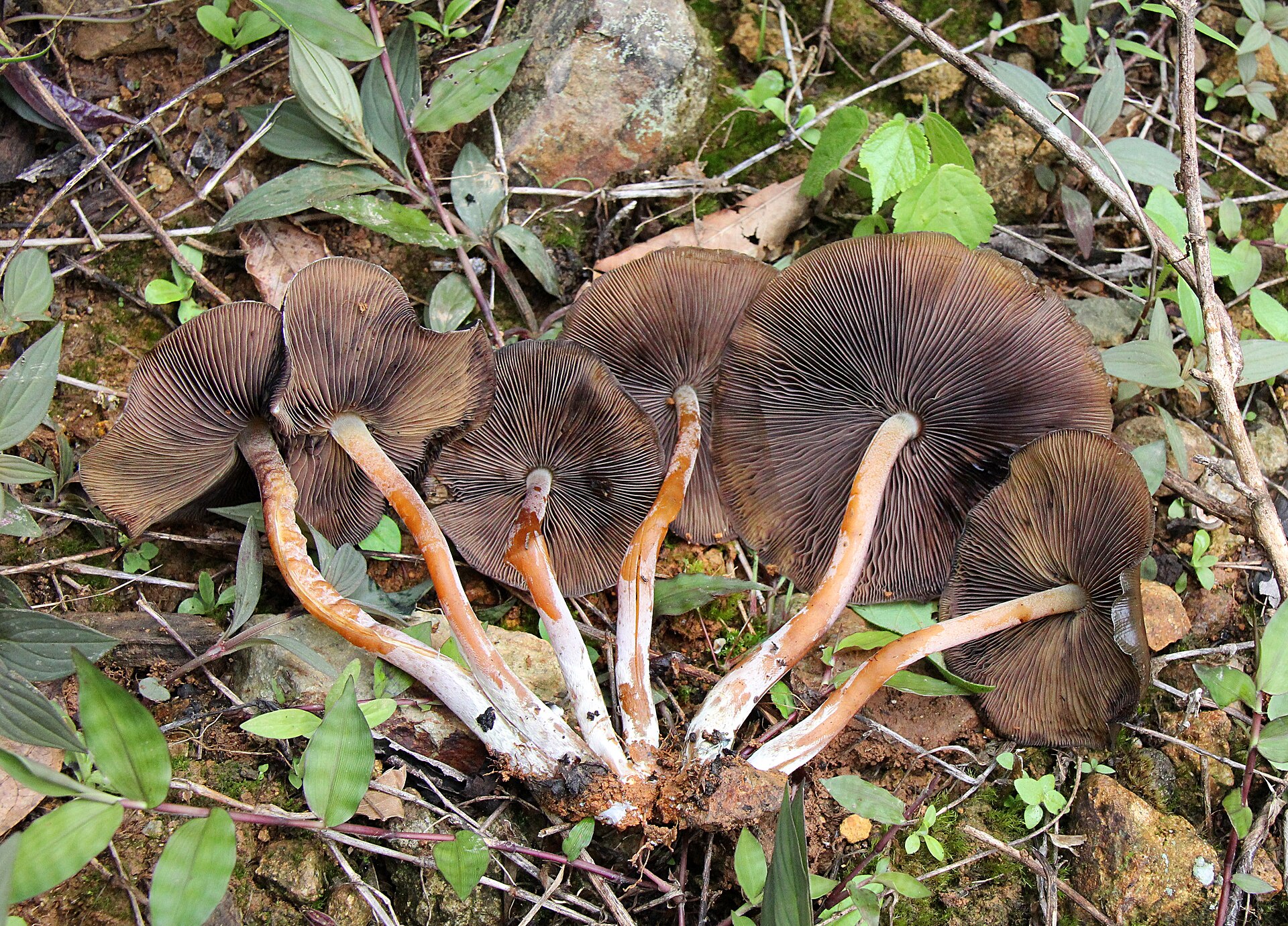 Landslide Mushroom / Derrumbe (Psilocybe caerulescens) wild specimen