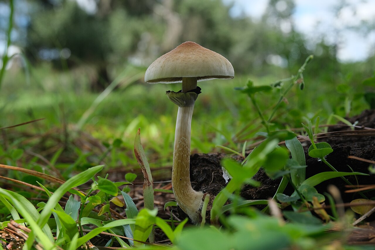 Psilocybe cubensis growing in cow pasture showing natural habitat