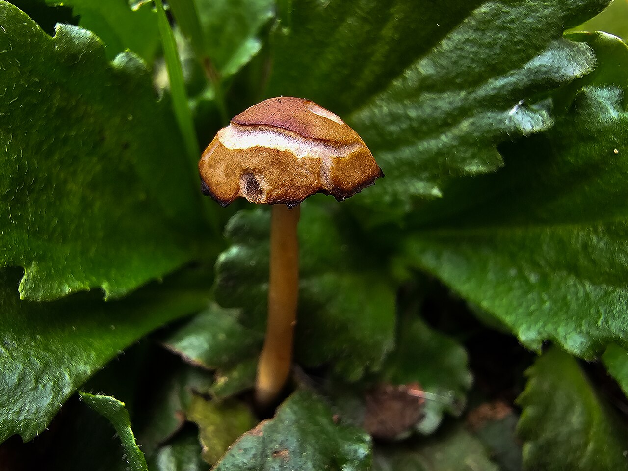 Group of Psilocybe cubensis mushrooms showing variation in cap color and size