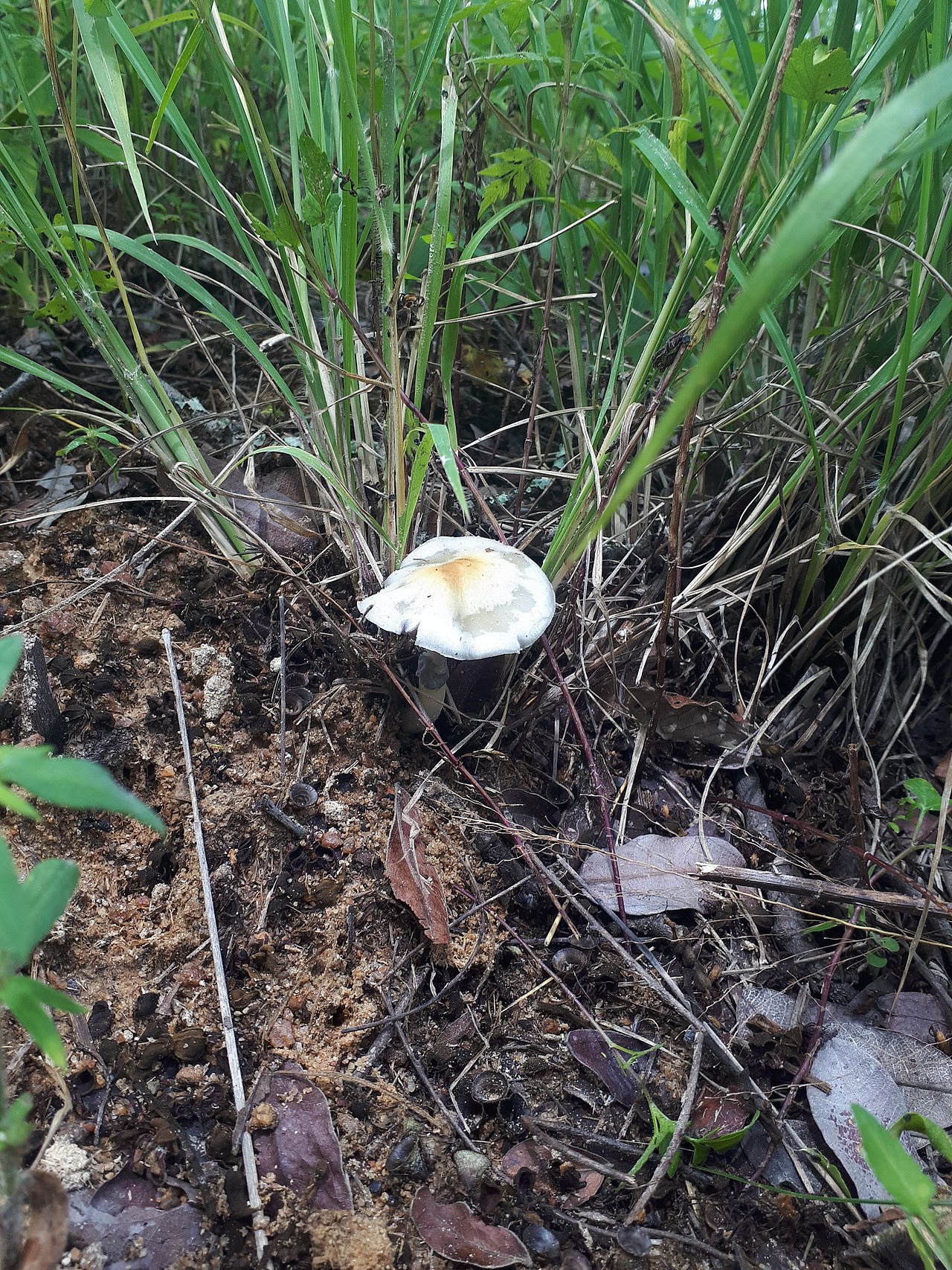 Golden Teacher / Magic Mushroom cap detail