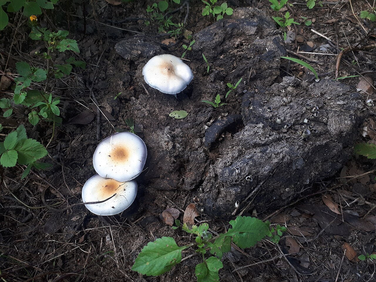 Golden Teacher / Magic Mushroom gills detail