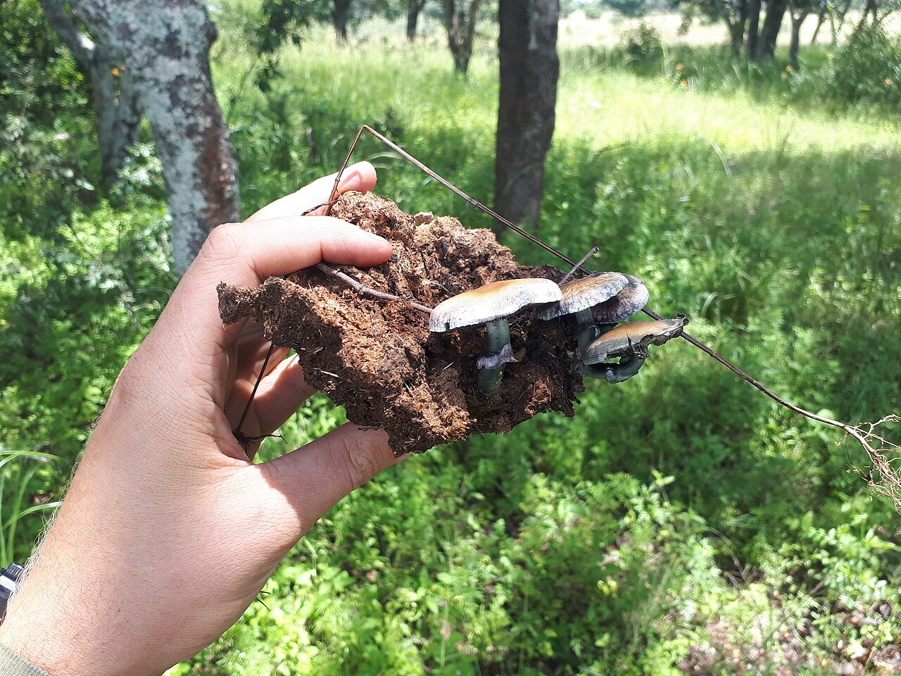 Golden Teacher / Magic Mushroom stem and base detail