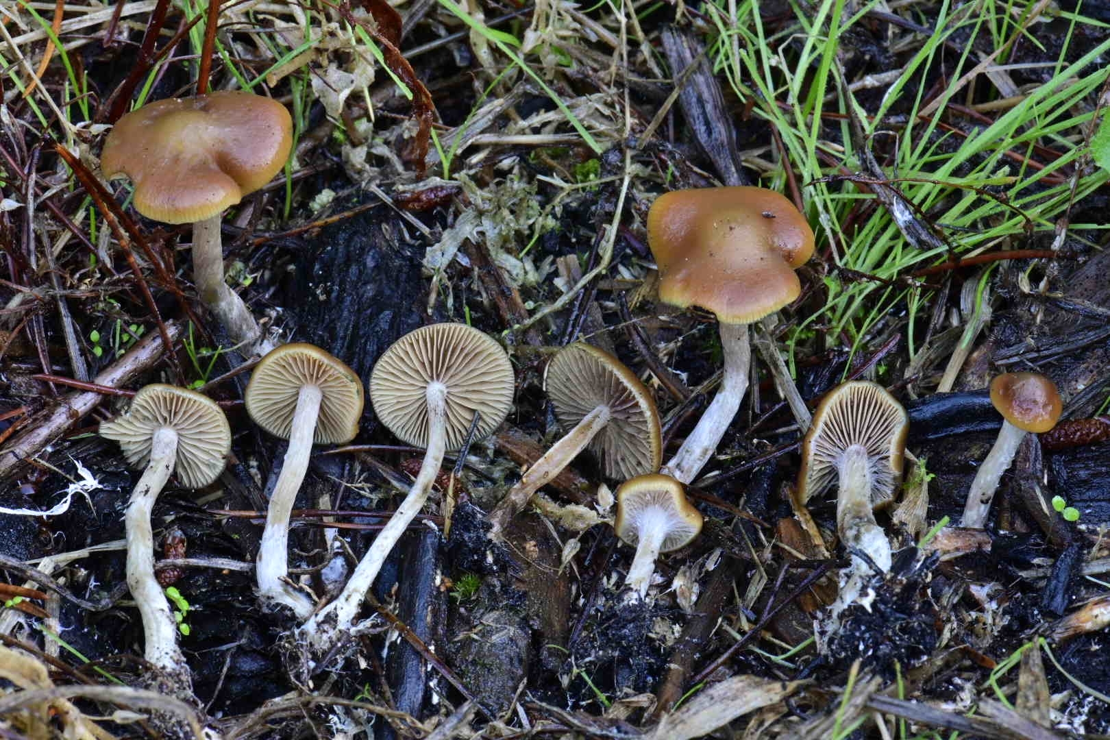 Wavy Cap (Psilocybe cyanescens) wild specimen
