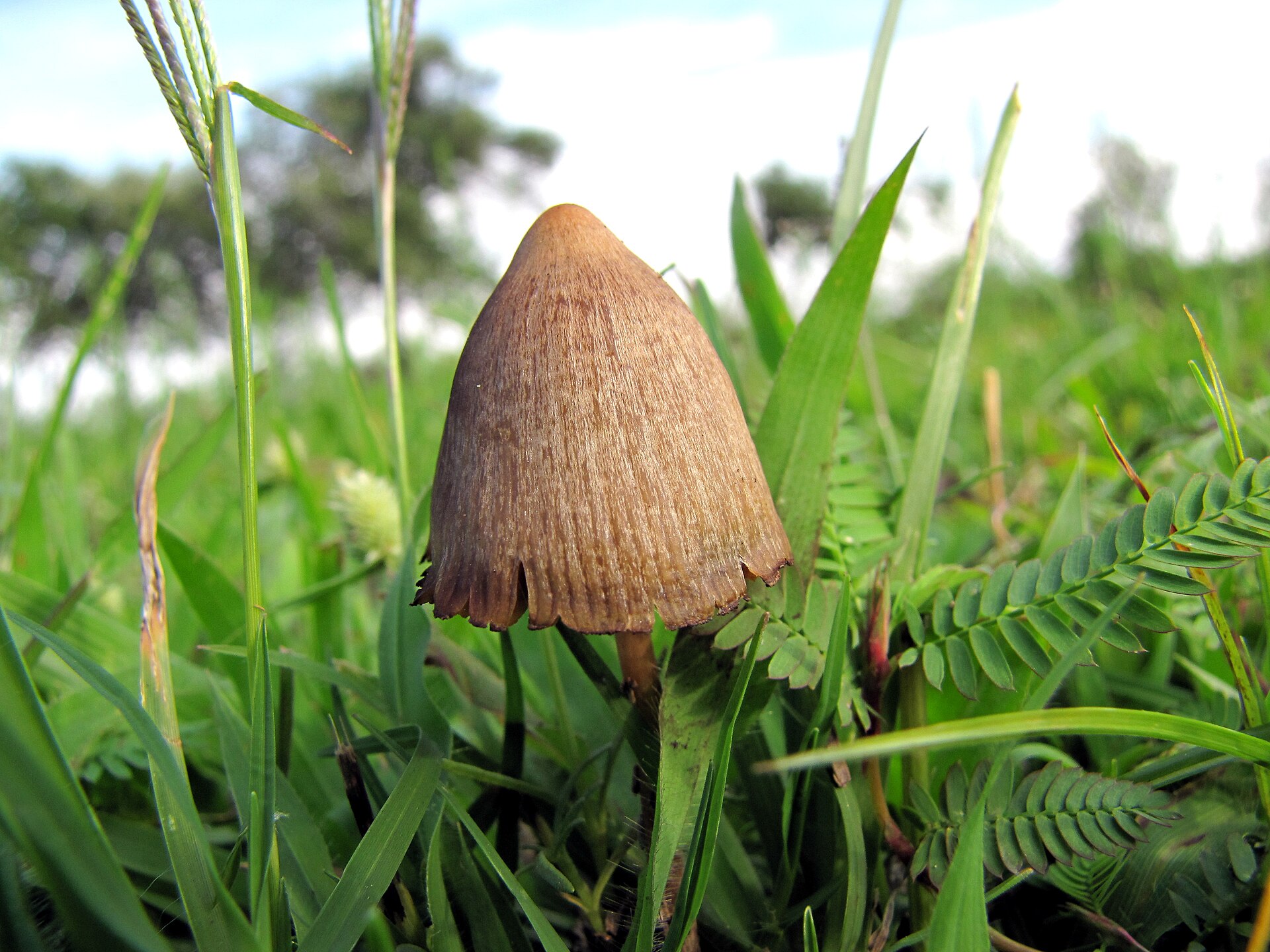 Teonanácatl / Mexican Magic Mushroom (Psilocybe mexicana)