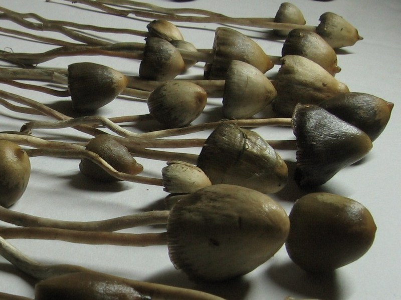 Liberty cap closeup showing conical cap and slender stem