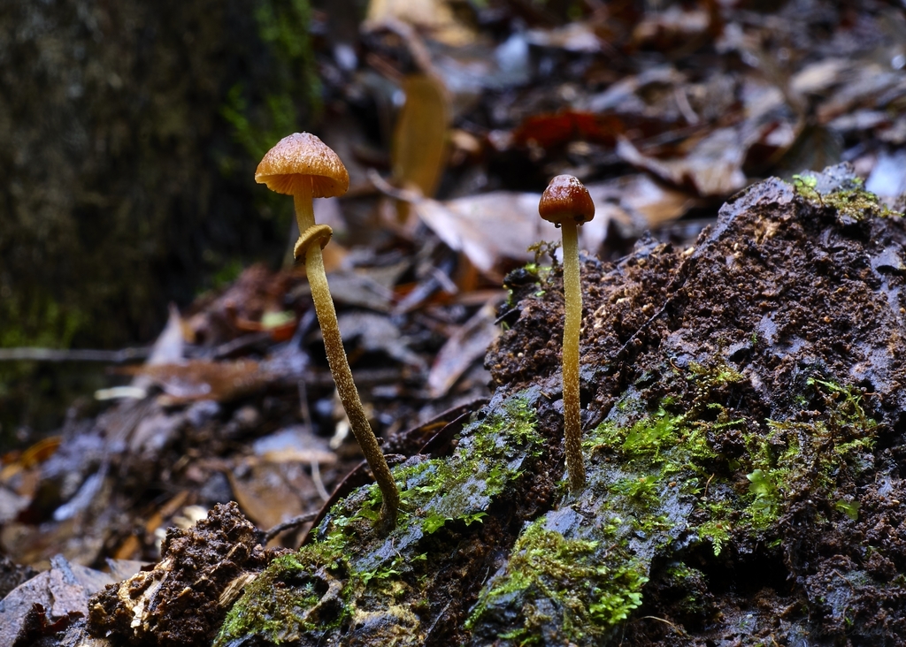 Conocybe species (Cone Heads)