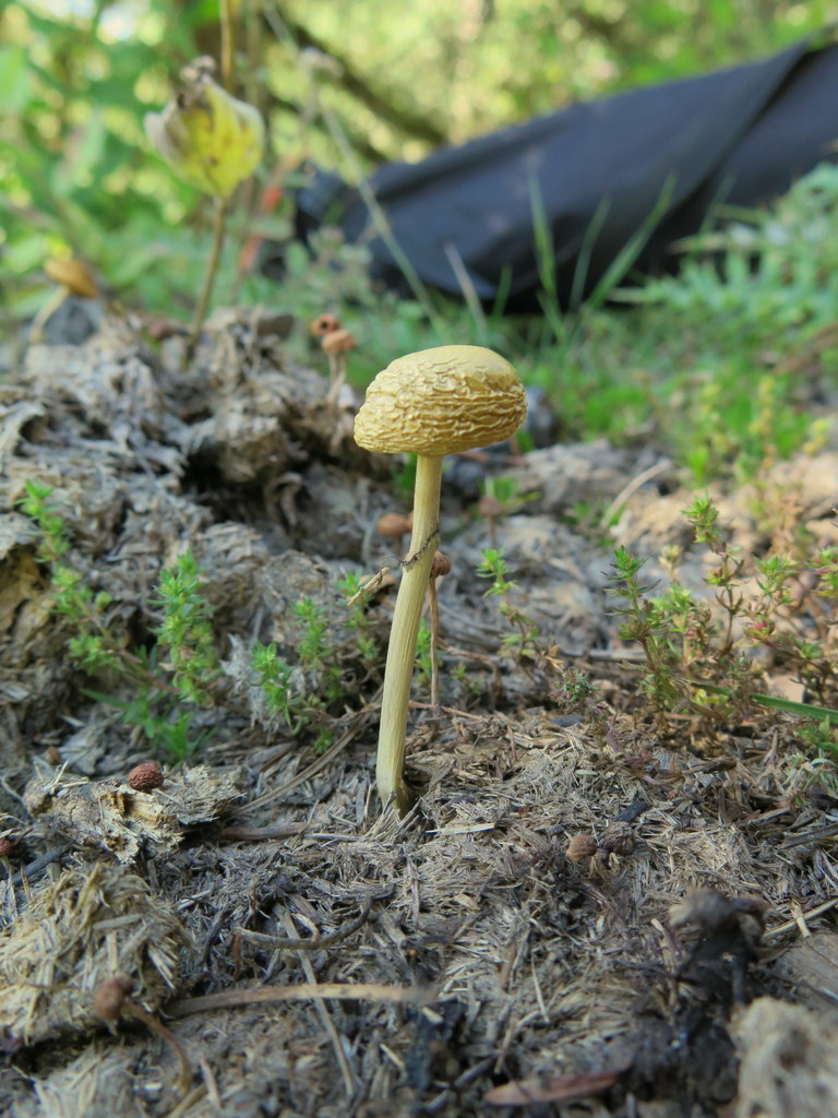 Protostropharia semiglobata (Dung Roundhead)