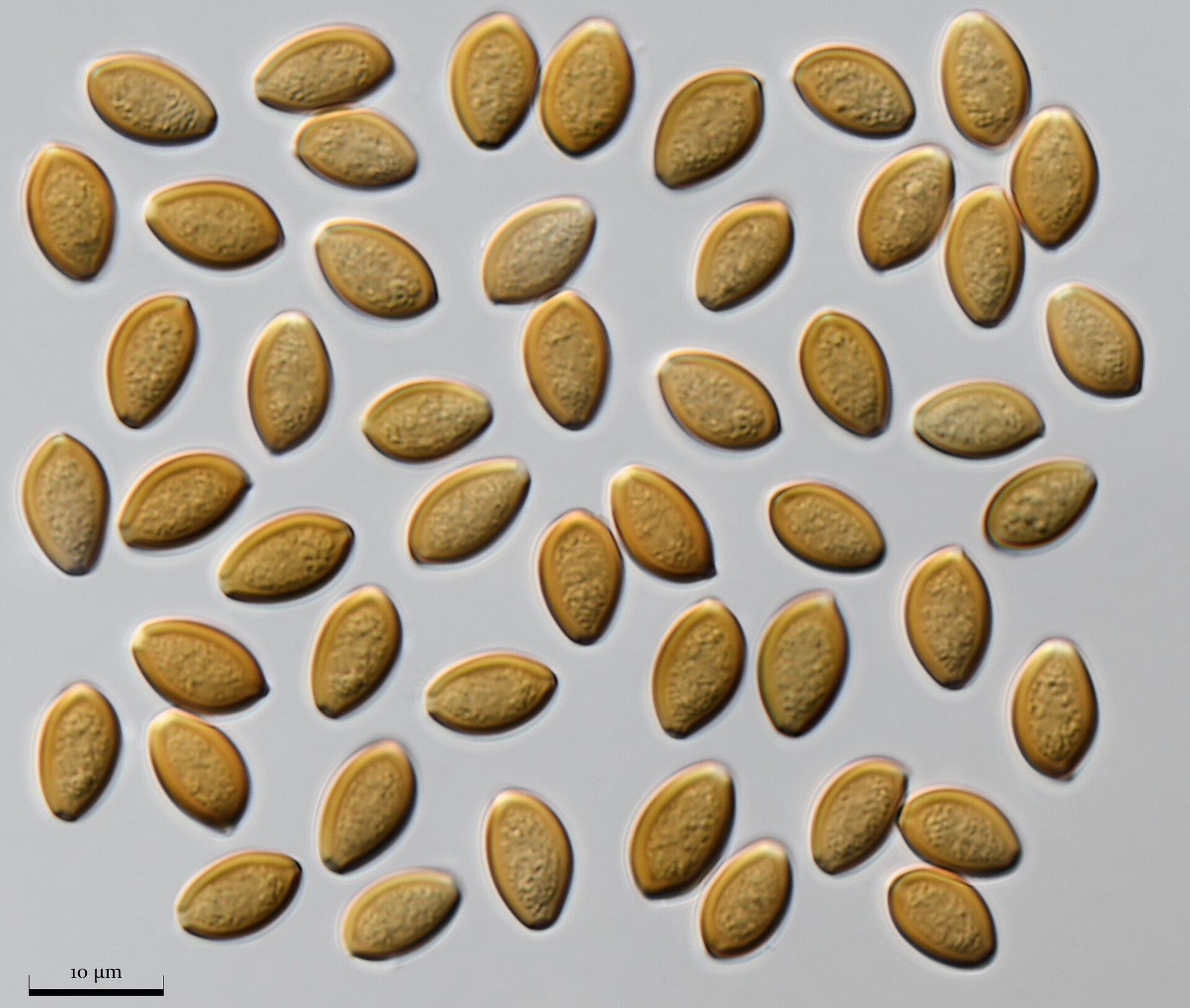 Blue Ringer / Stuntz's Blue Legs (Psilocybe stuntzii)