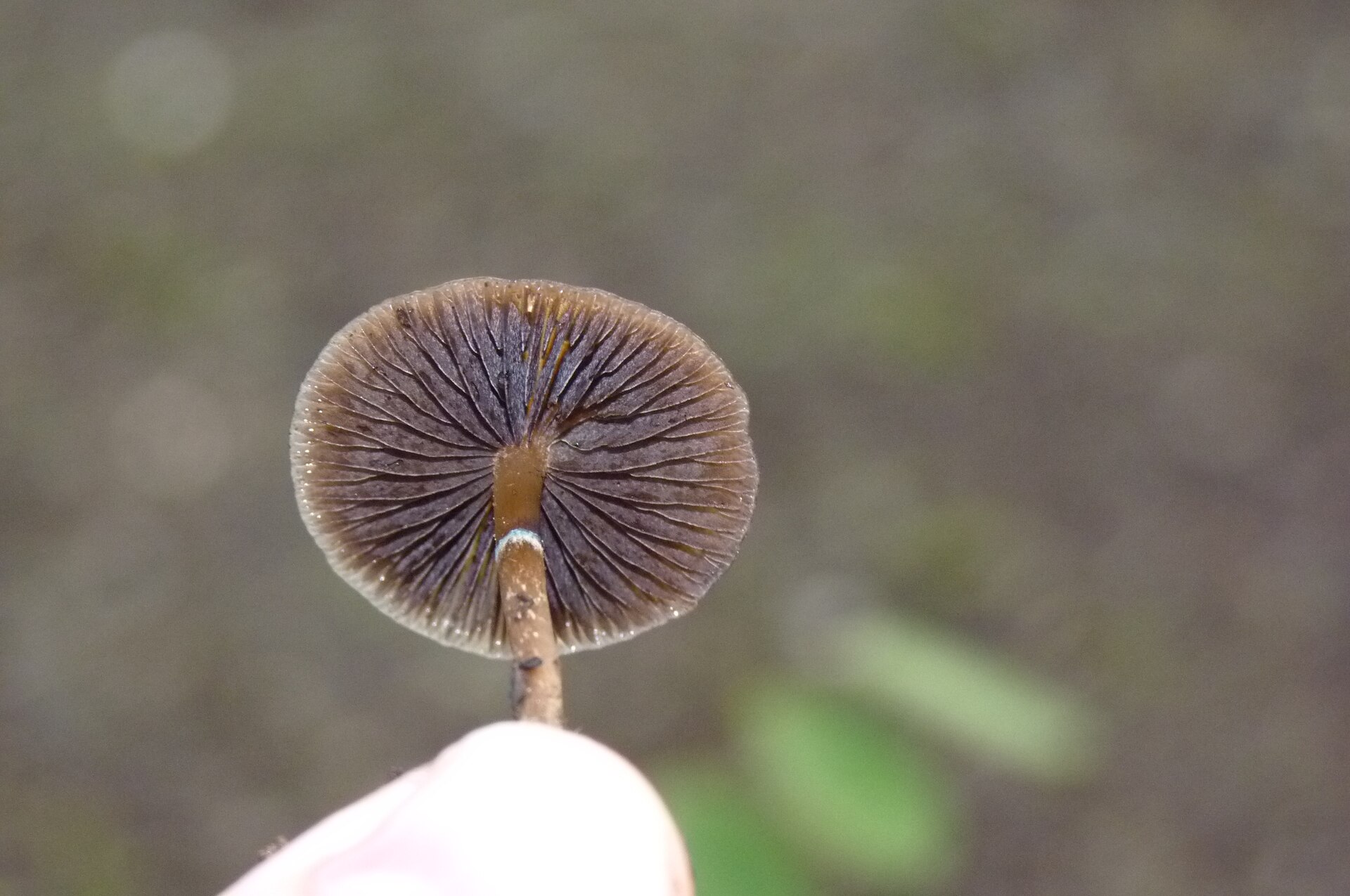 Blue Ringer / Stuntz's Blue Legs underside showing gill structure