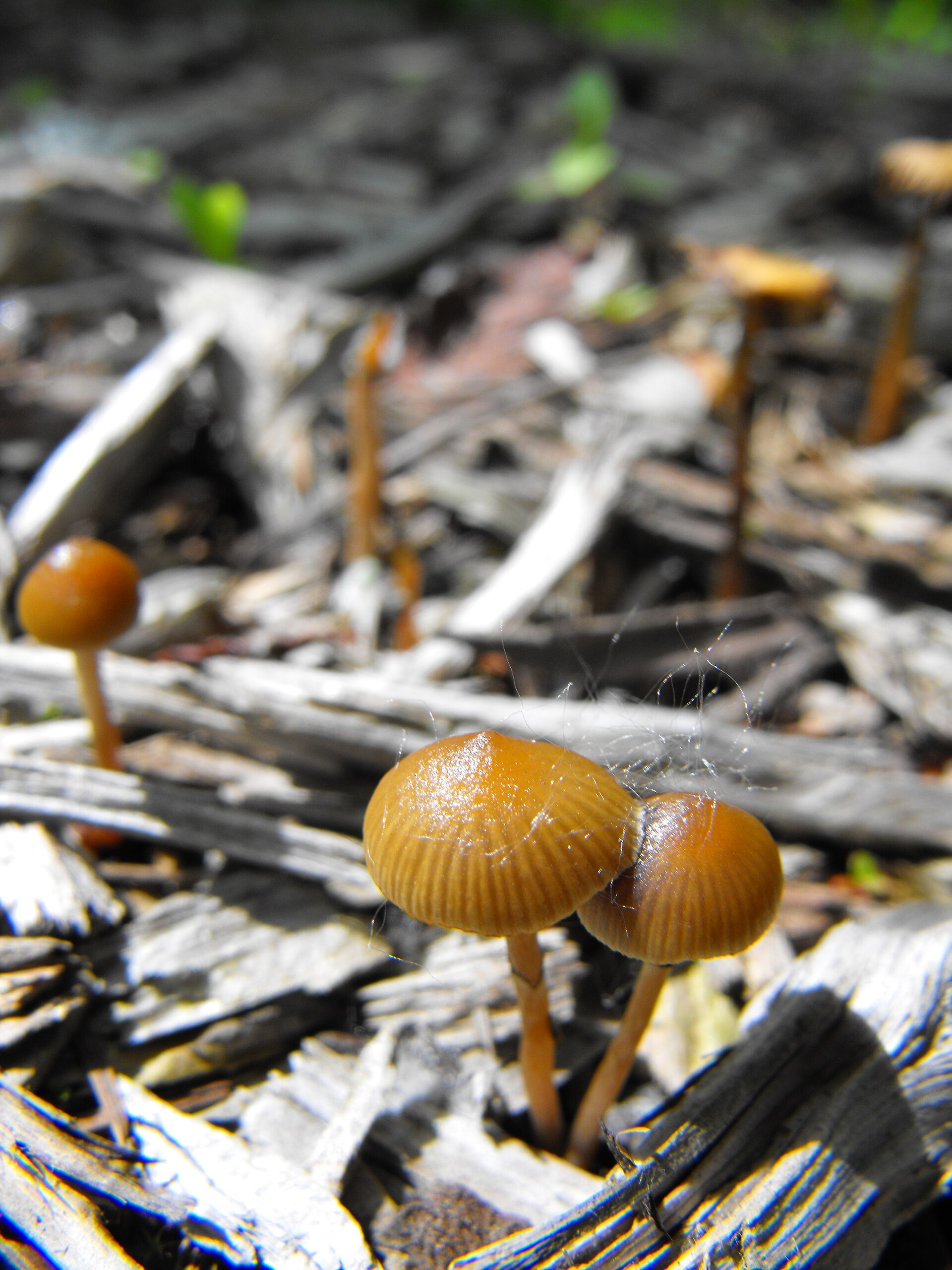 Blue Ringer / Stuntz's Blue Legs (Psilocybe stuntzii) wild specimen