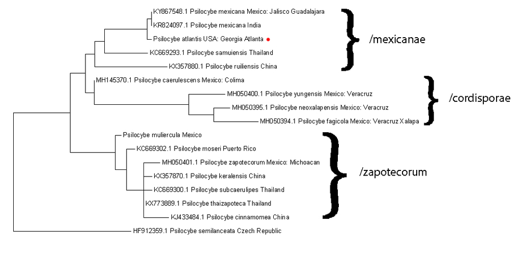 Philosopher's Stone / Magic Truffle (Psilocybe tampanensis)