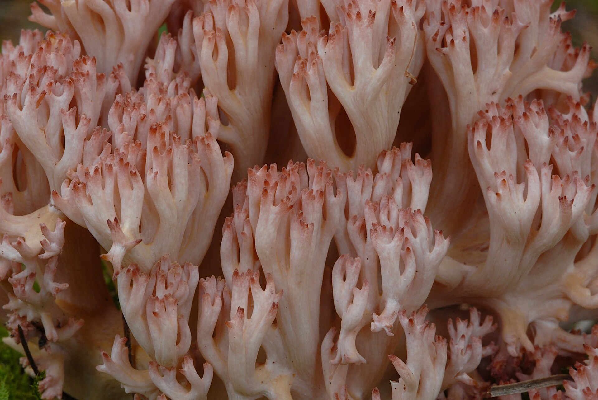 Pink-tipped Coral (Ramaria botrytis) wild specimen