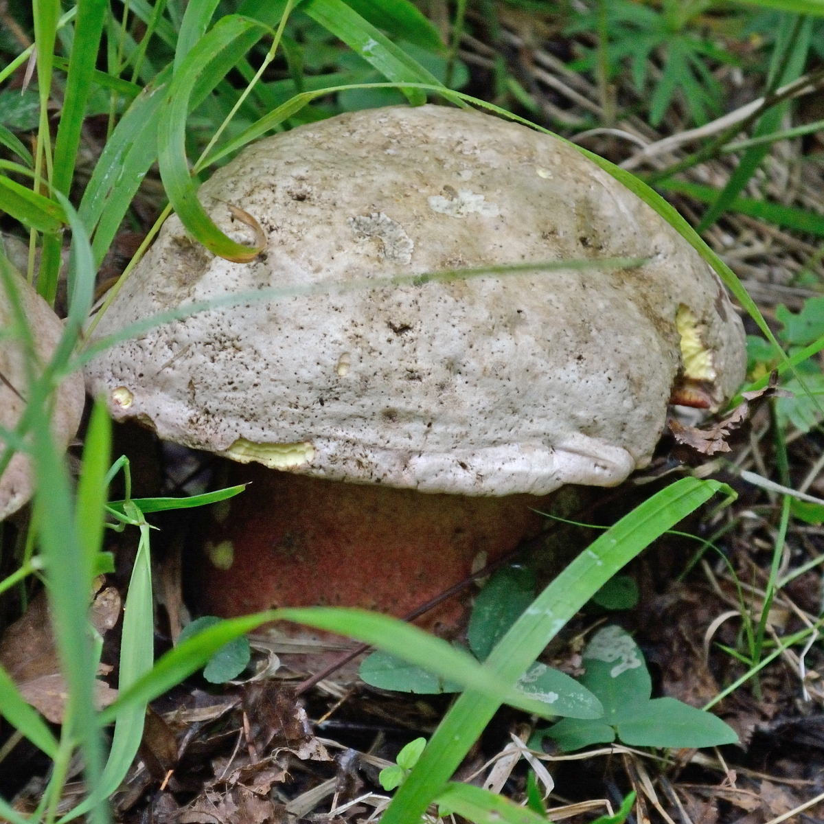 Satan's Bolete (Rubroboletus satanas)