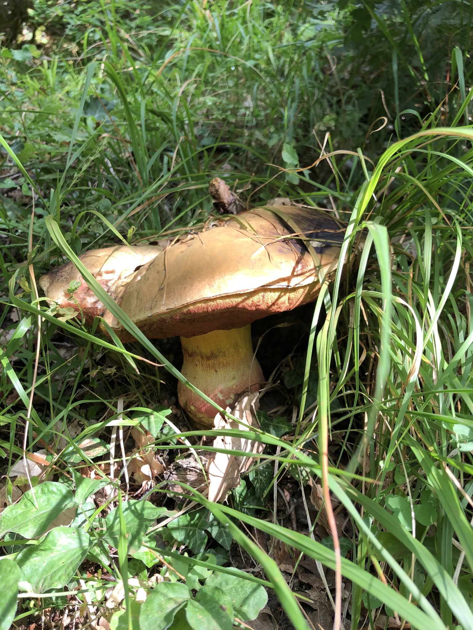 Satan's Bolete (Rubroboletus satanas) wild specimen