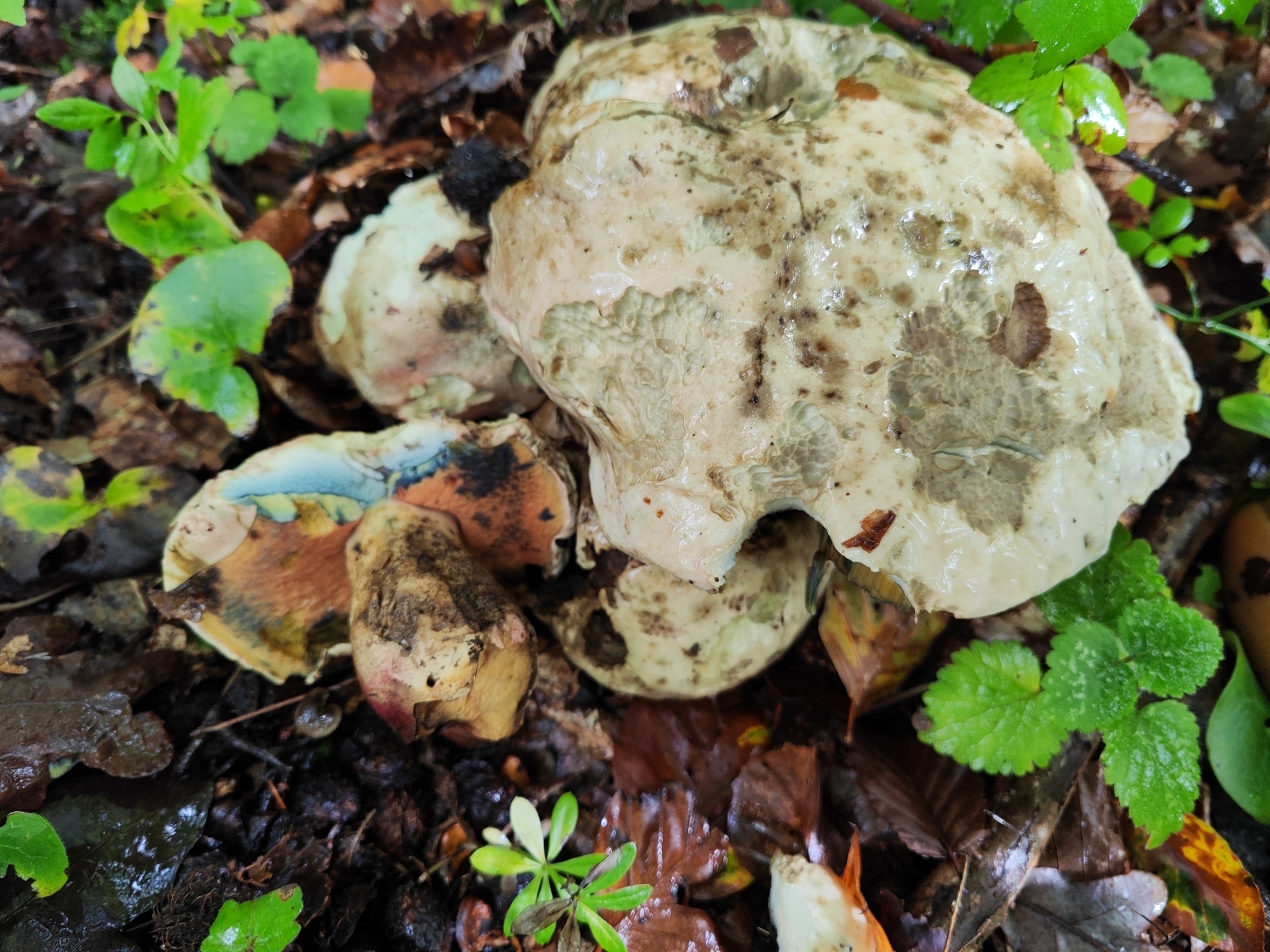 Satan's Bolete (Rubroboletus satanas) wild specimen