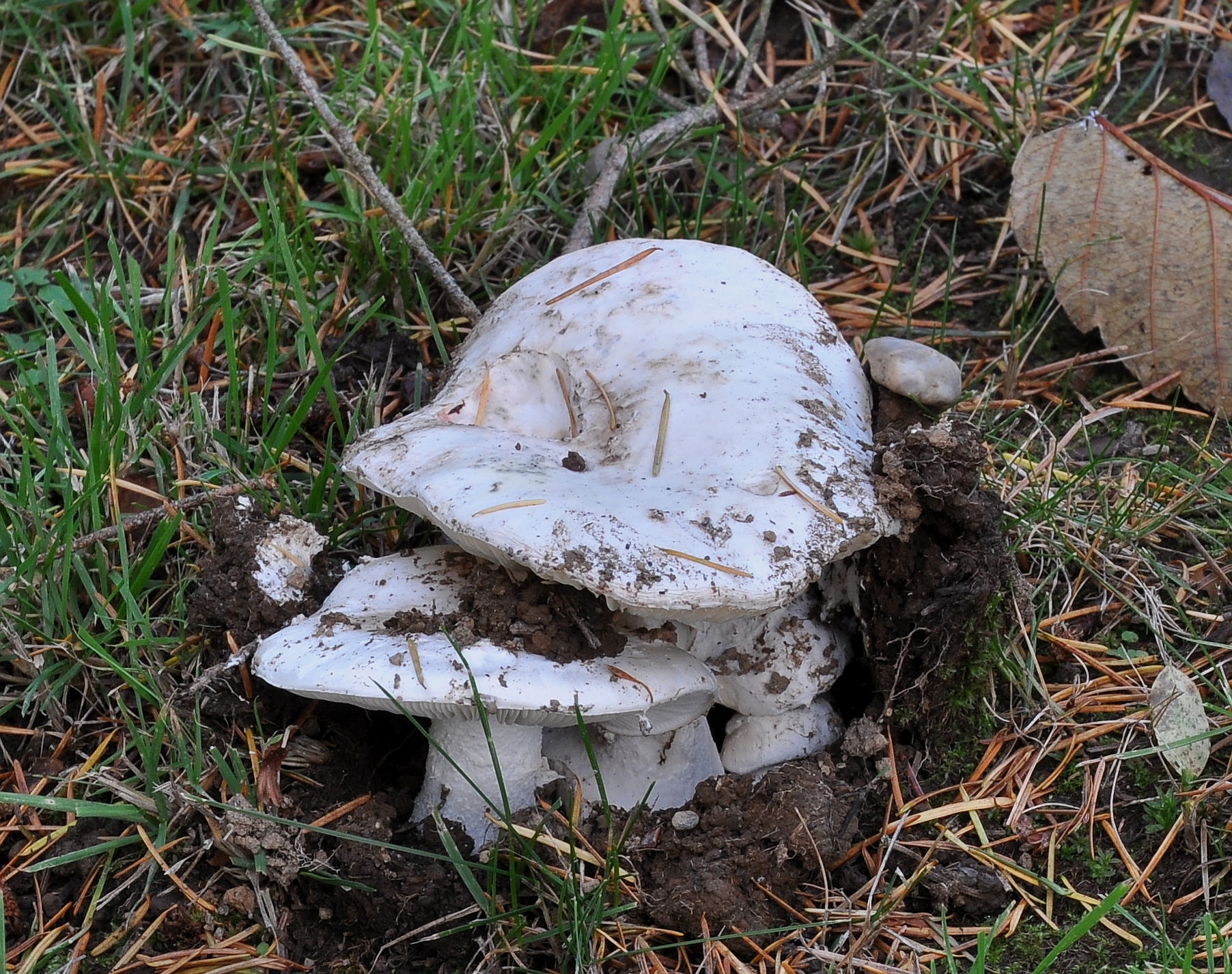 Short-stemmed Russula (Russula brevipes)
