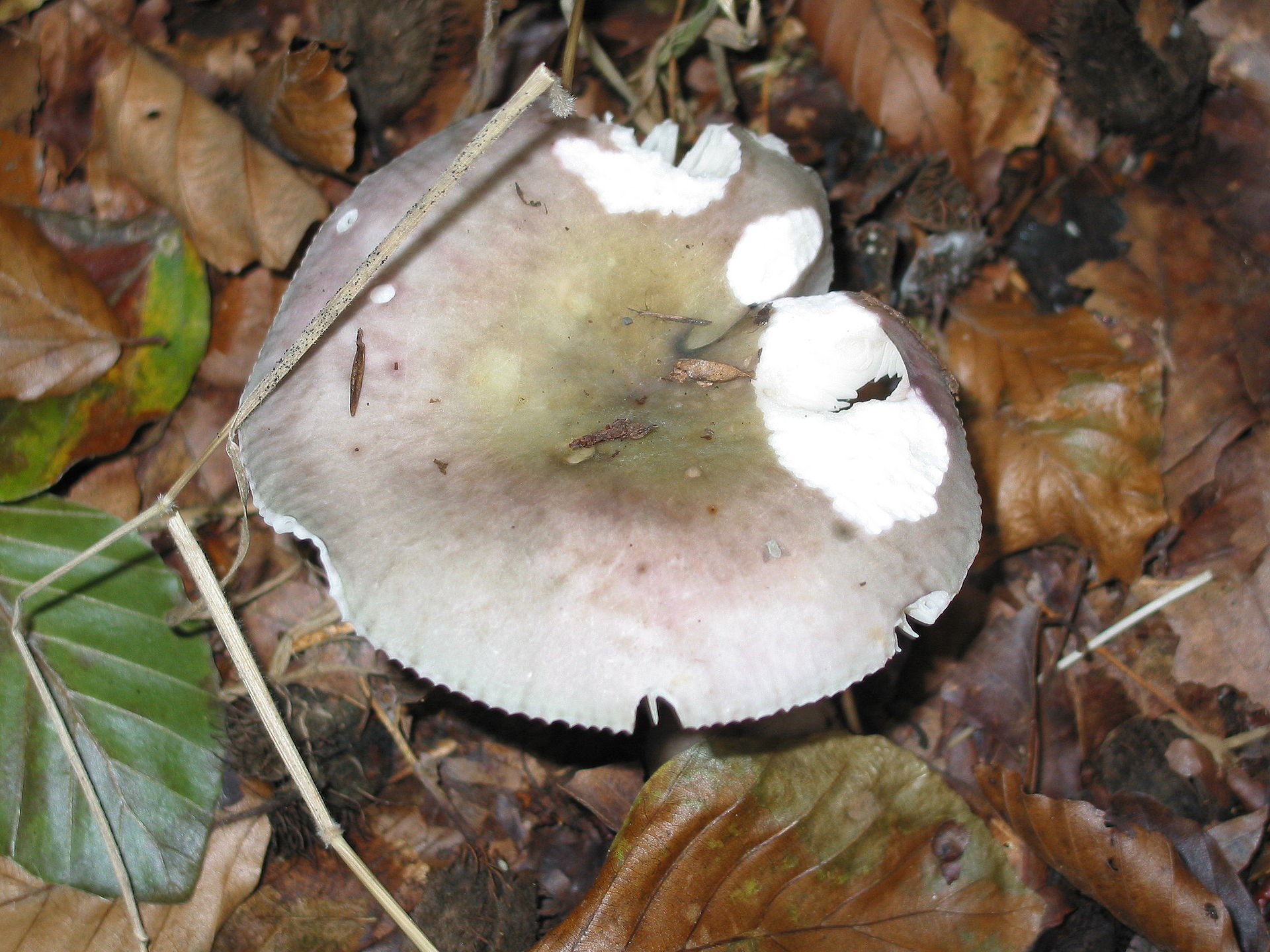 Charcoal Burner (Russula cyanoxantha) wild specimen