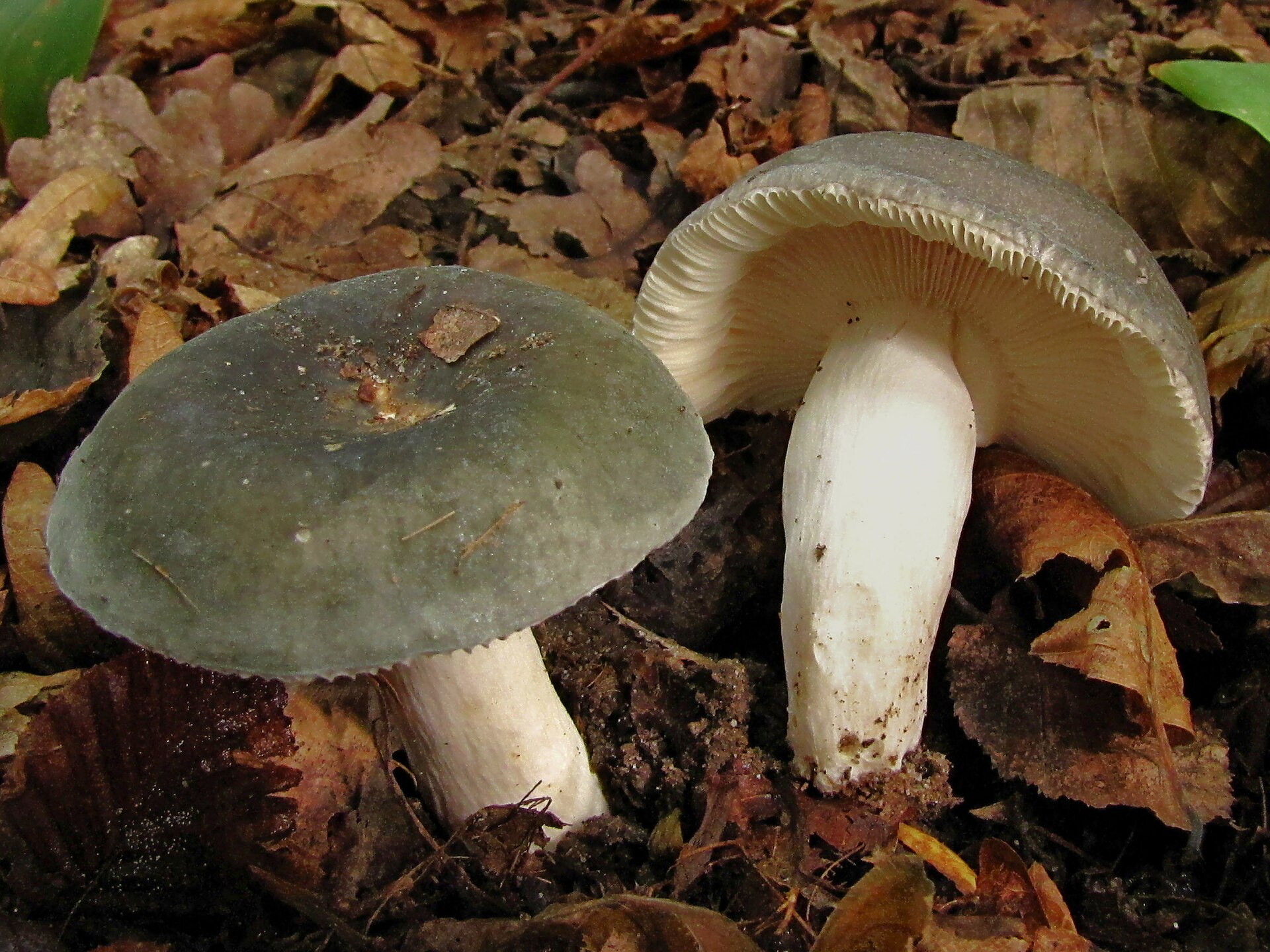 Charcoal Burner (Russula cyanoxantha) wild specimen