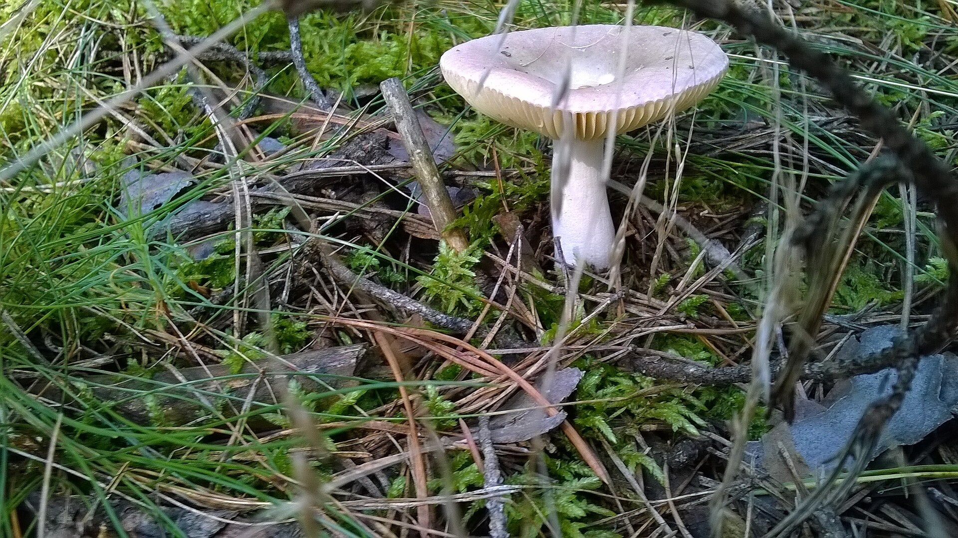 Charcoal Burner (Russula cyanoxantha) wild specimen