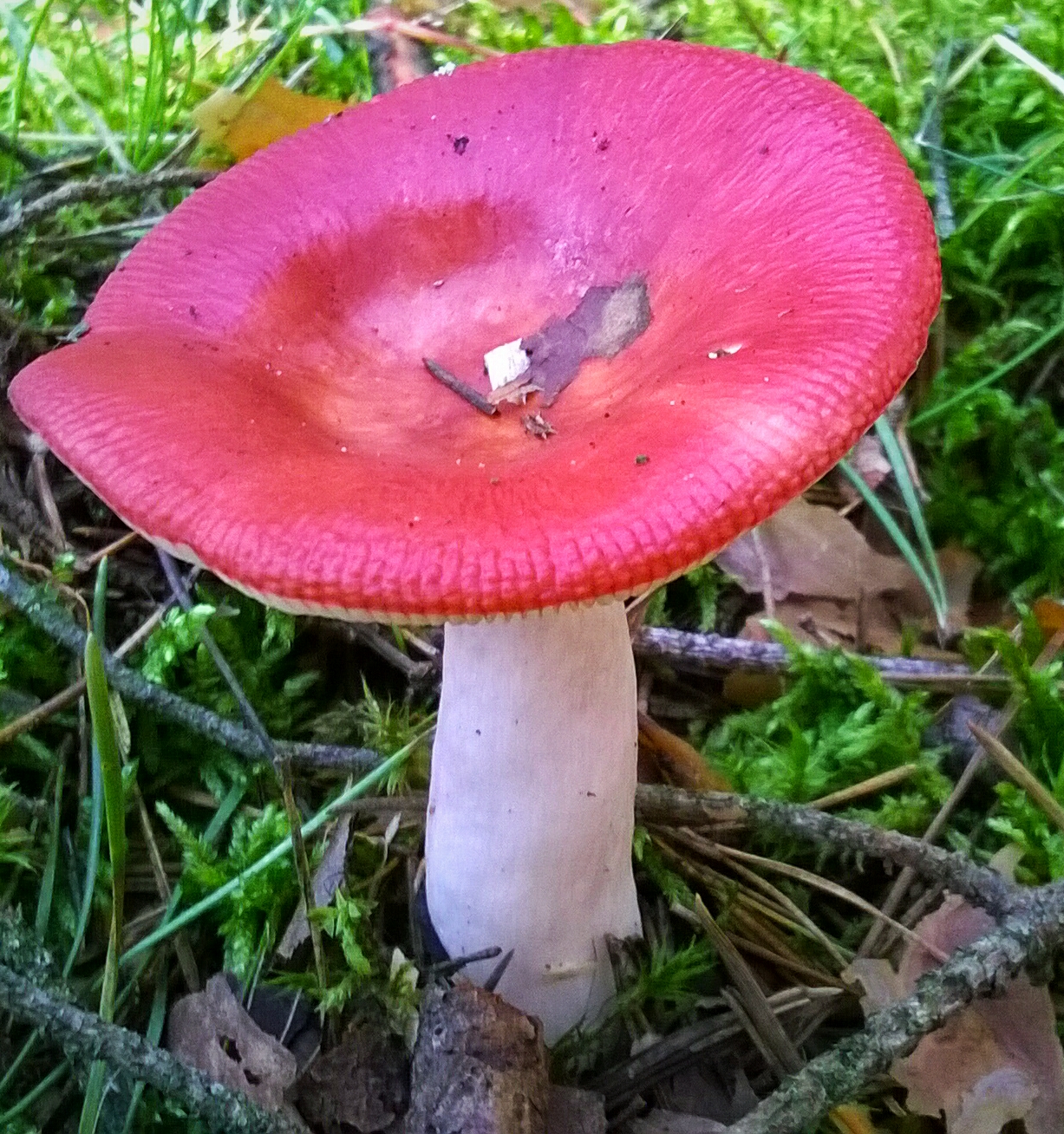 The Sickener (Russula emetica)