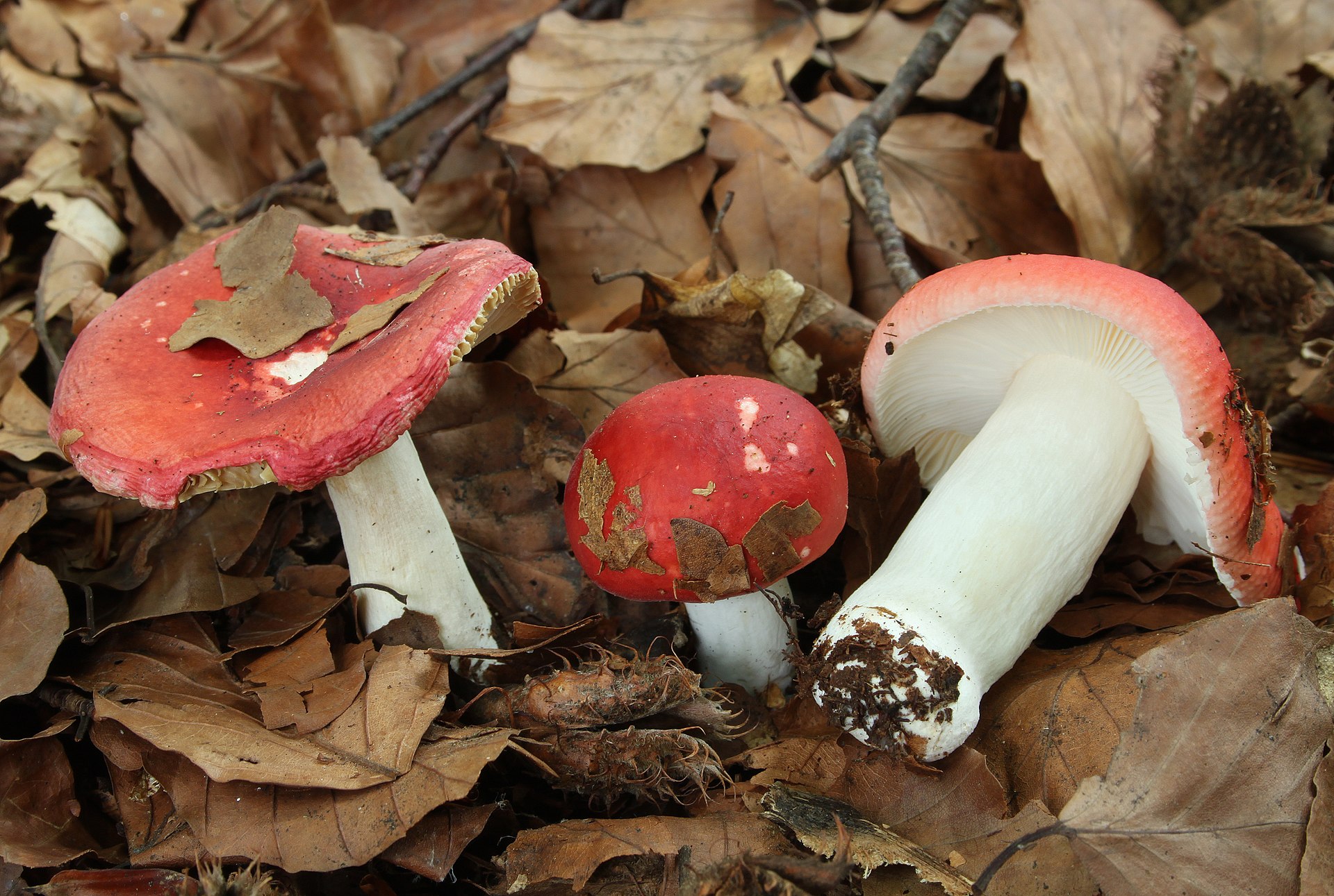 The Sickener (Russula emetica) wild specimen