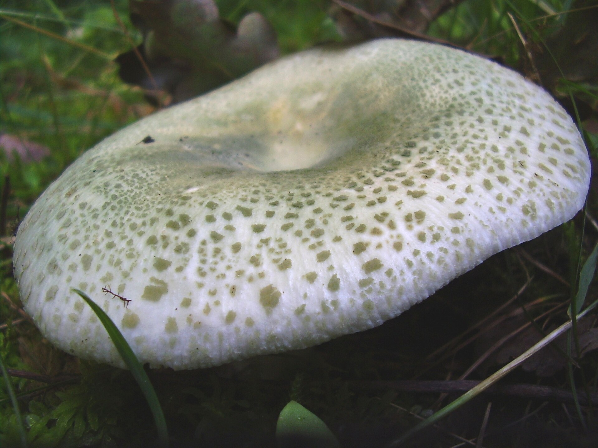 Green-cracking Russula (Russula virescens)