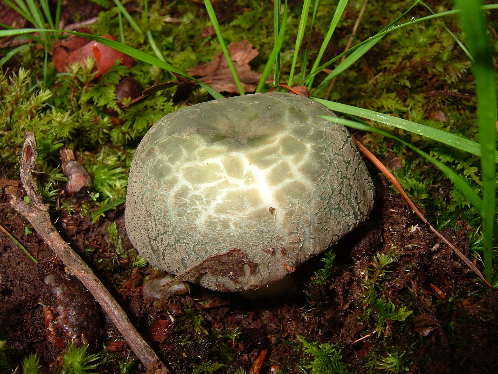 Green-cracking Russula (Russula virescens) wild specimen