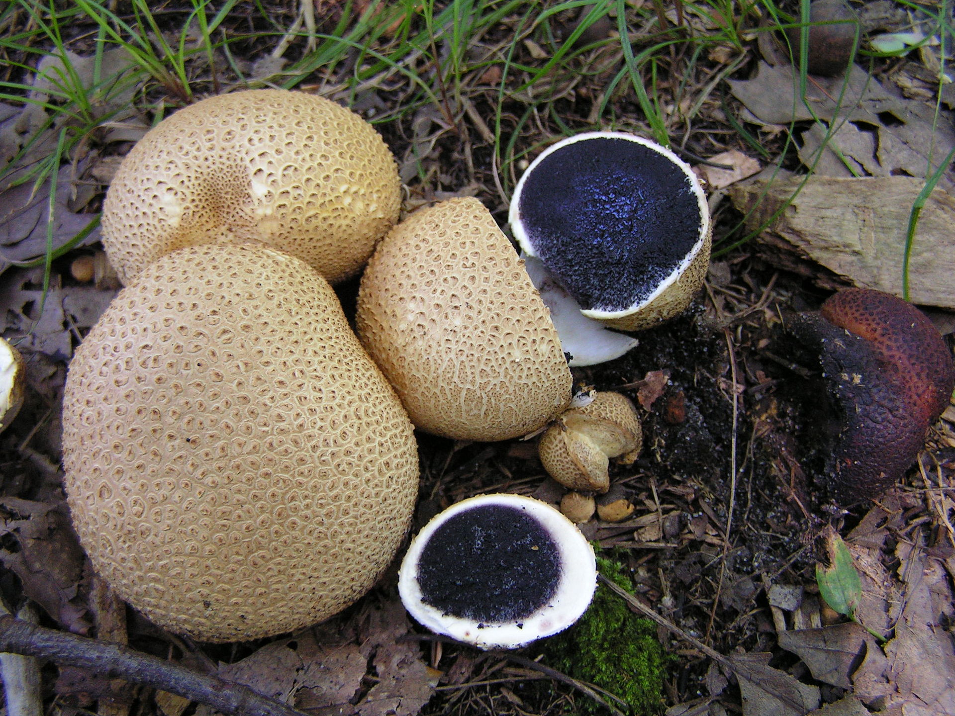 Common Earthball (Scleroderma citrinum)