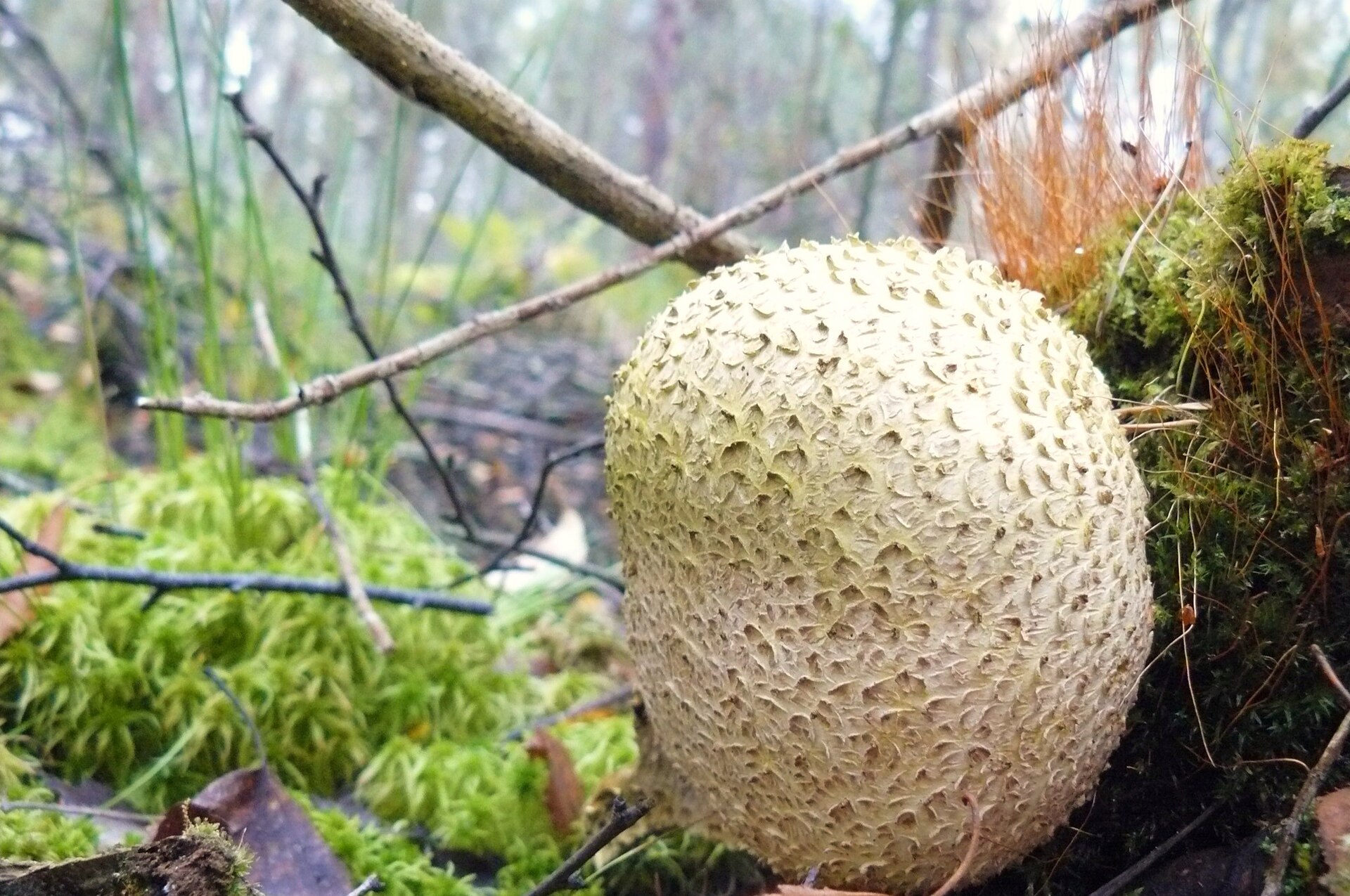 Common Earthball (Scleroderma citrinum) wild specimen
