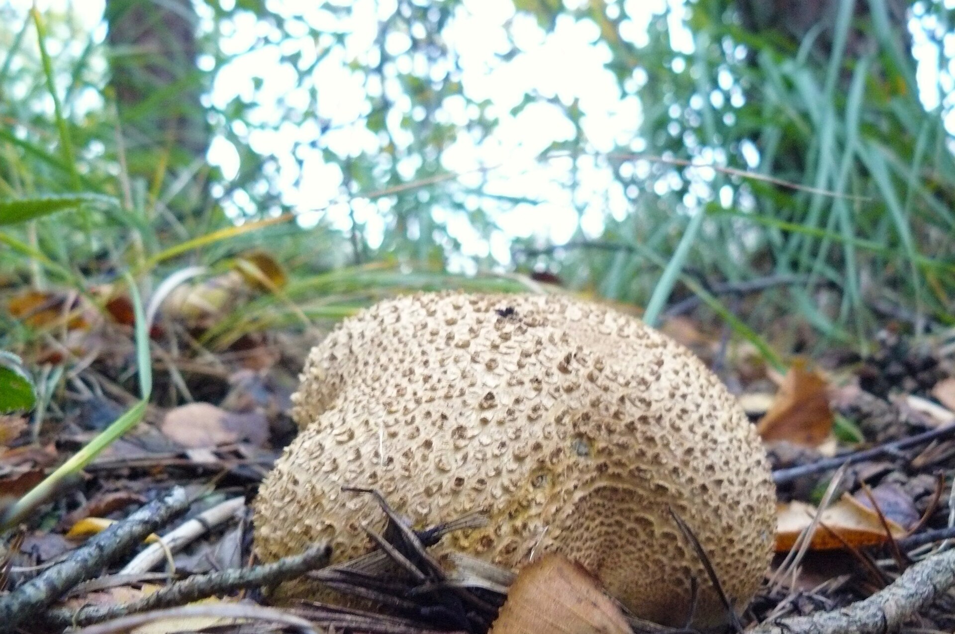 Common Earthball (Scleroderma citrinum) wild specimen